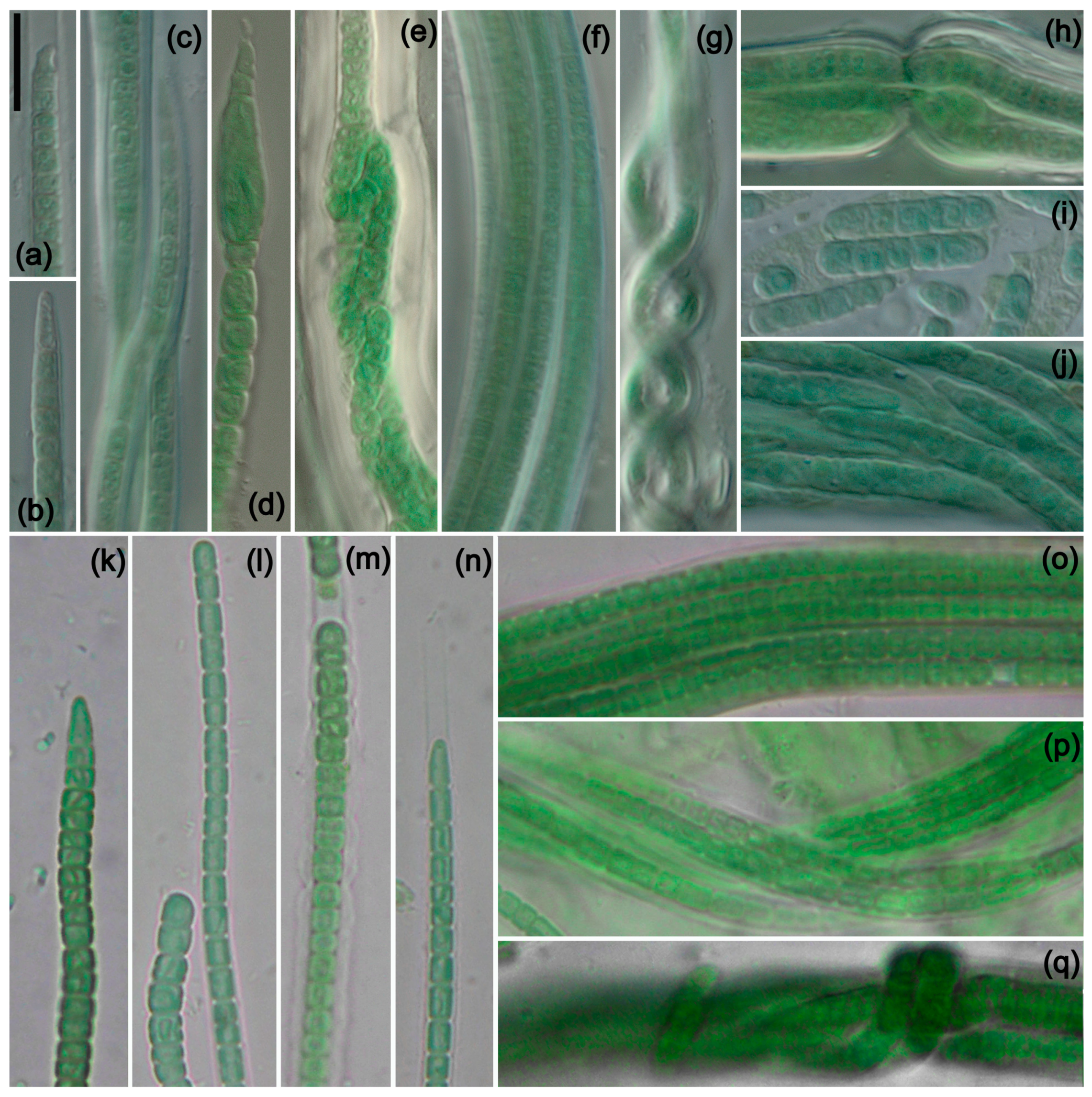 Diversity 16 00474 g003 Diversity 16 00474 g003