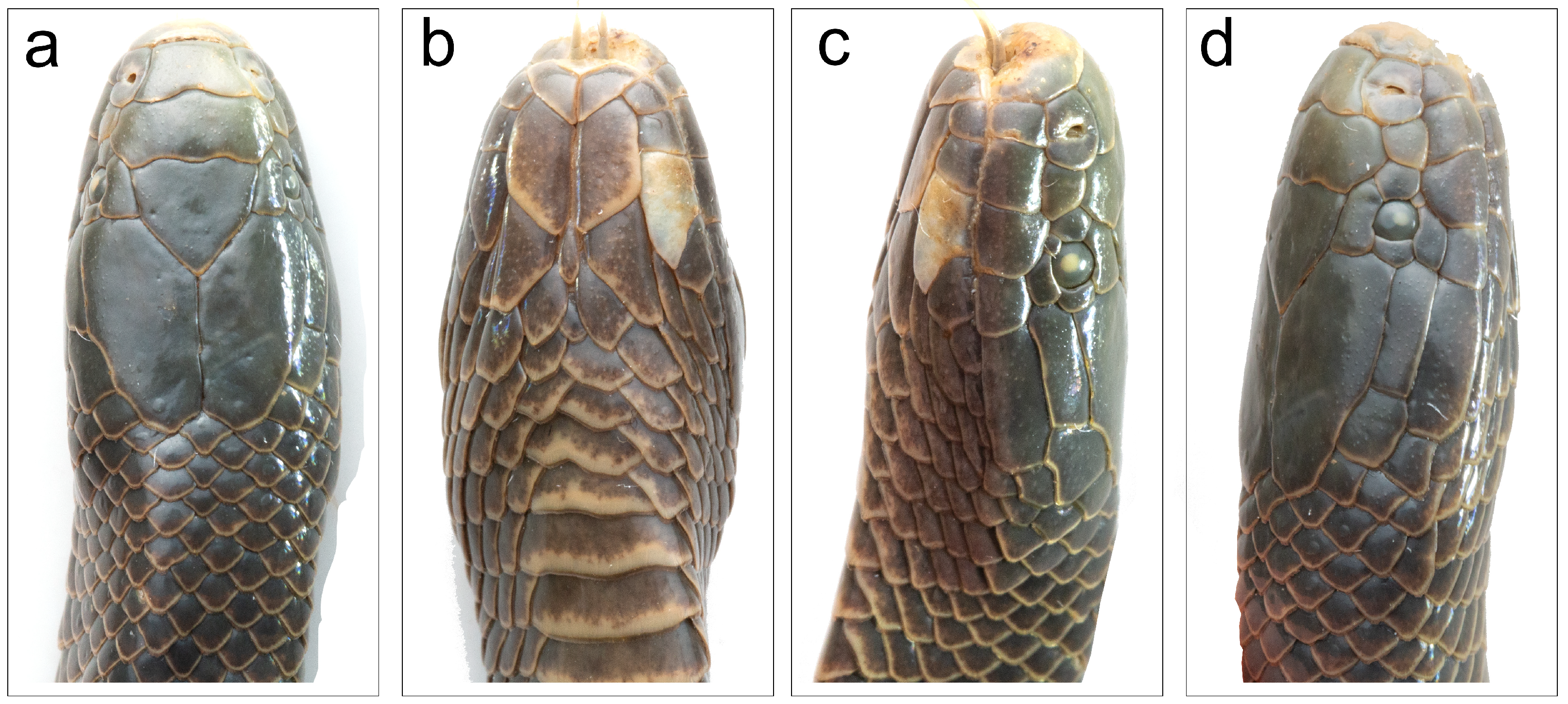 Diversity 16 00480 g003