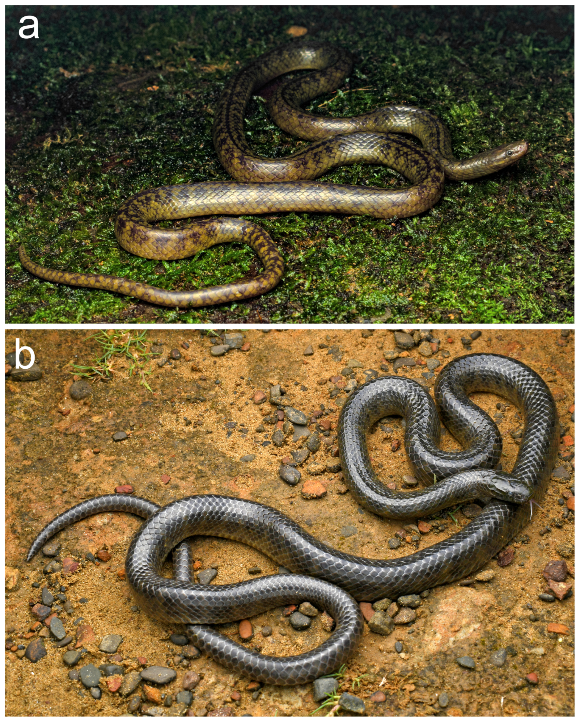 Diversity 16 00480 g006