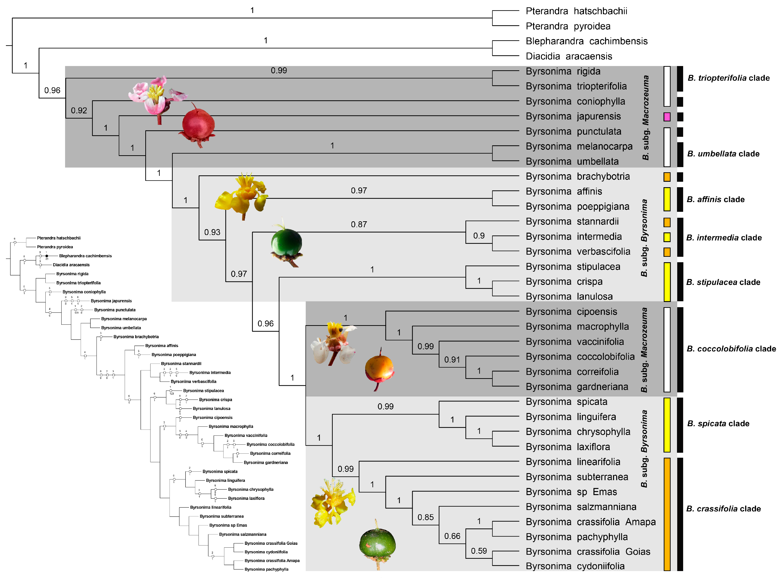 Diversity 16 00488 g001