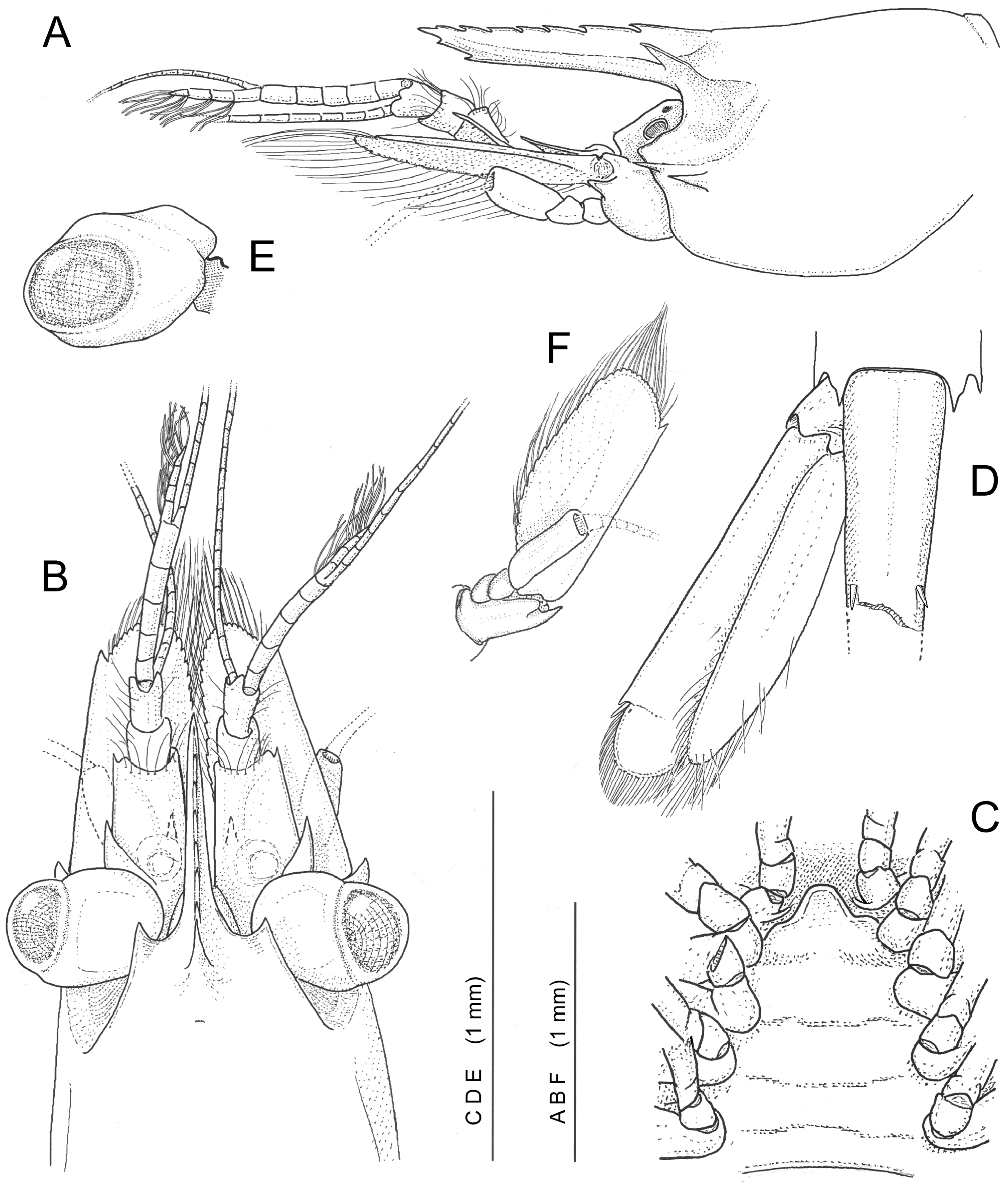 Diversity 16 00493 g004 Diversity 16 00493 g004