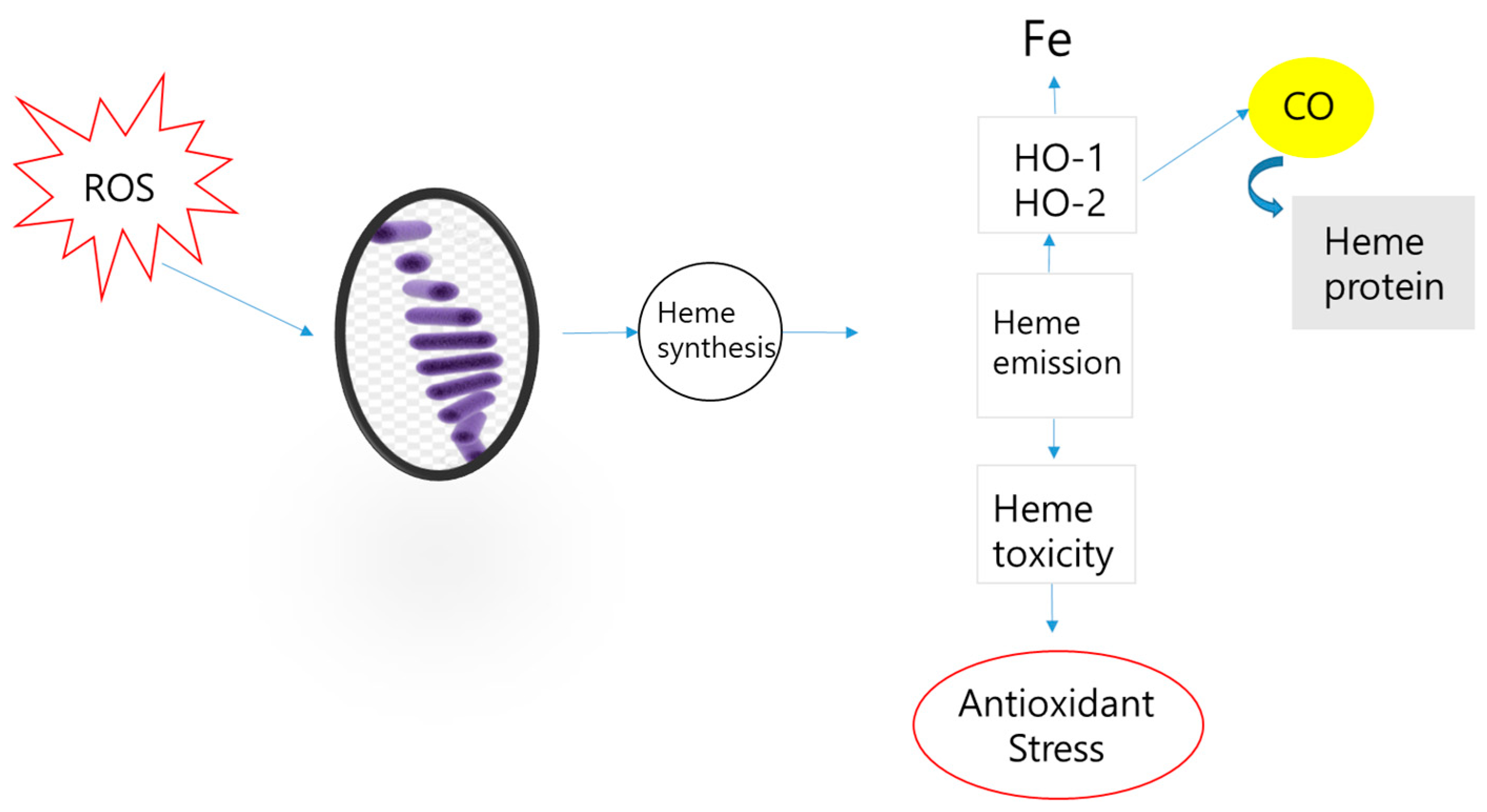 Diversity 16 00506 g001