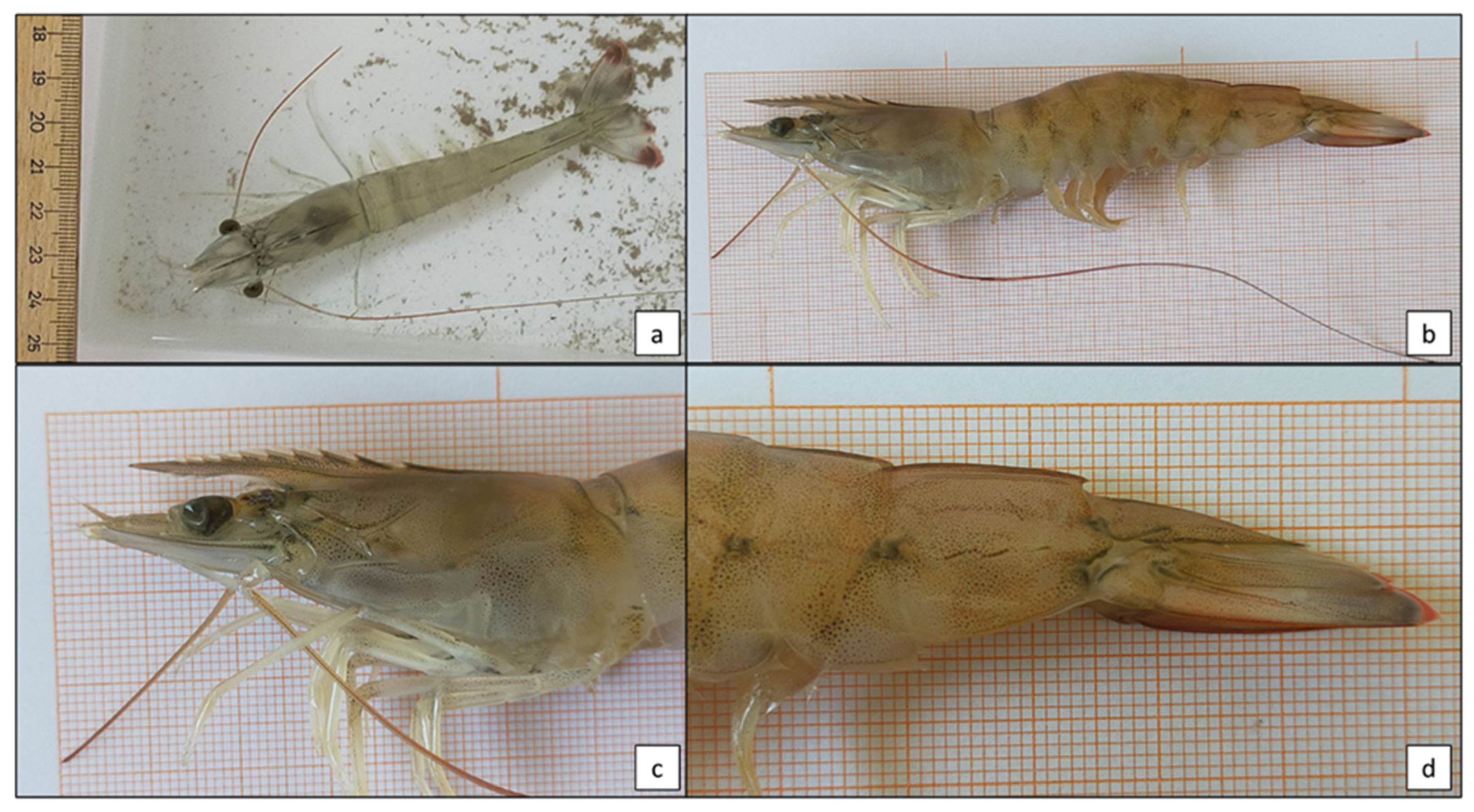 Diversity 16 00525 g001 Diversity 16 00525 g001