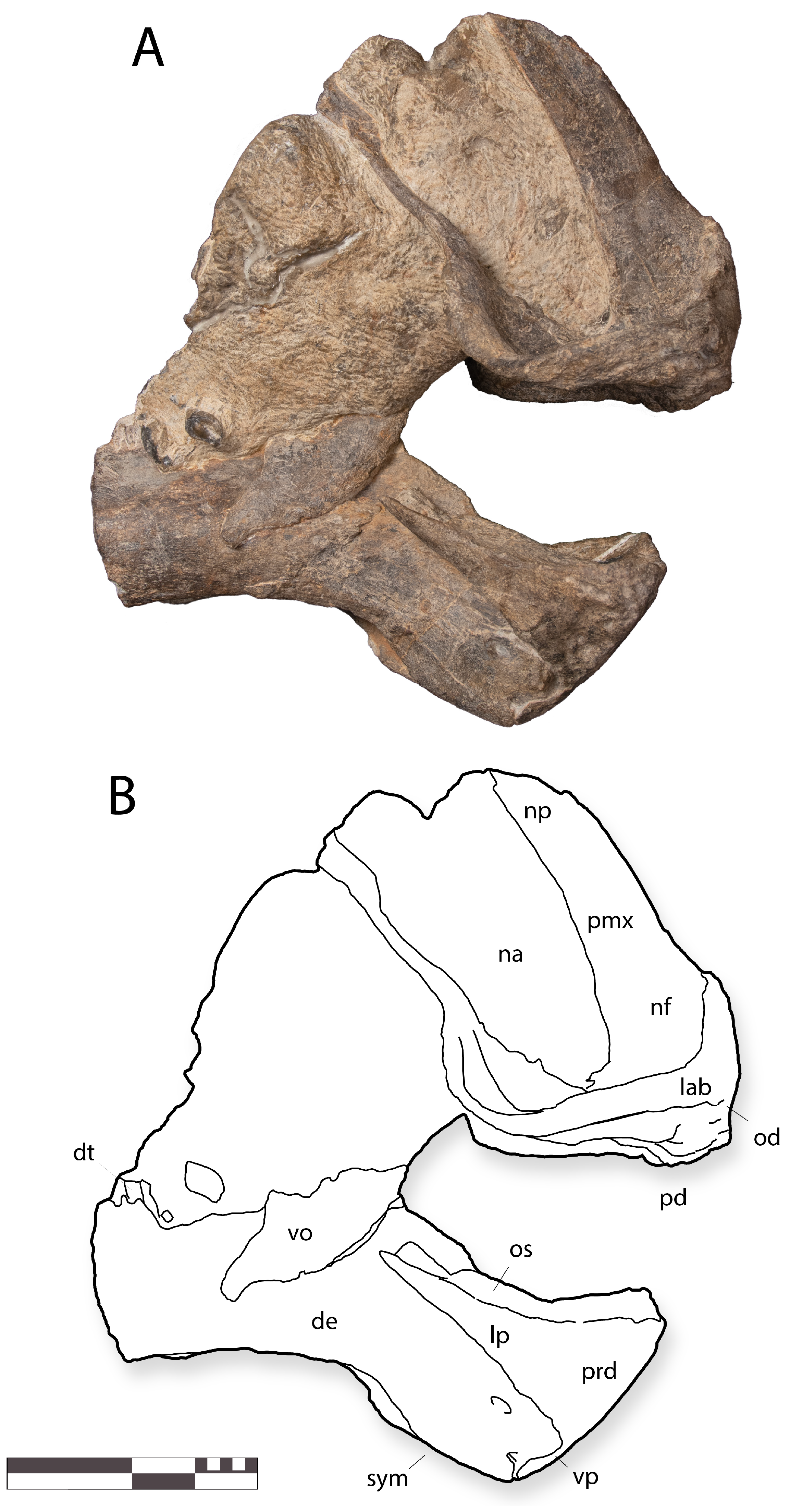 Diversity 16 00531 g007 Diversity 16 00531 g007