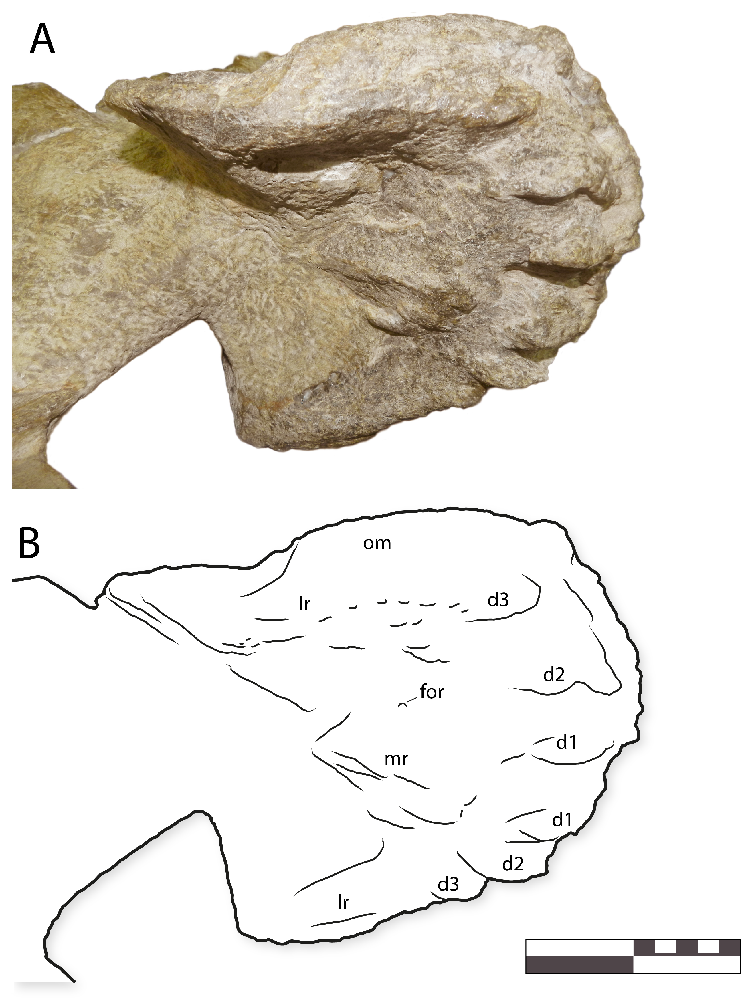 Diversity 16 00531 g010 Diversity 16 00531 g010