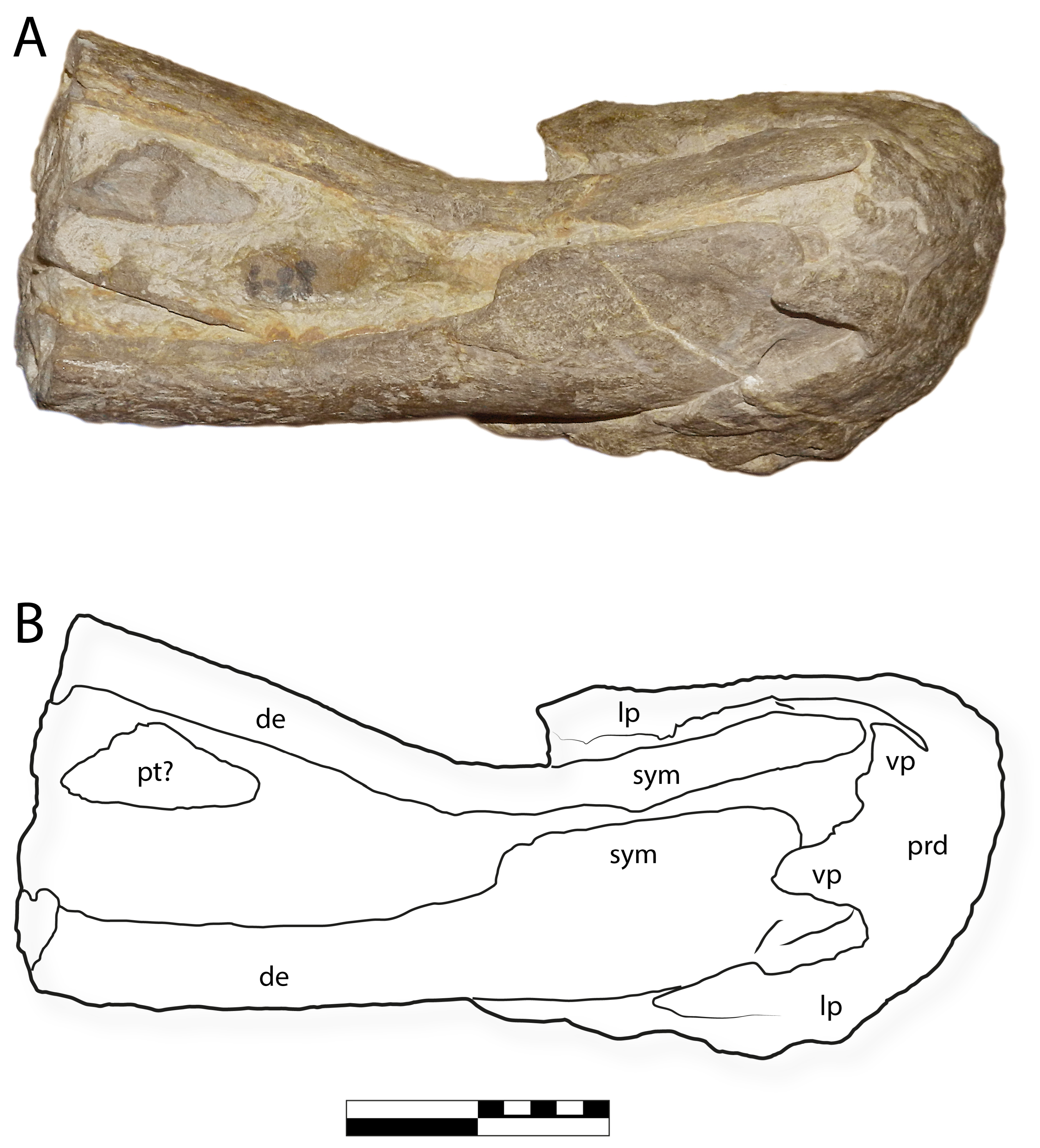 Diversity 16 00531 g011 Diversity 16 00531 g011