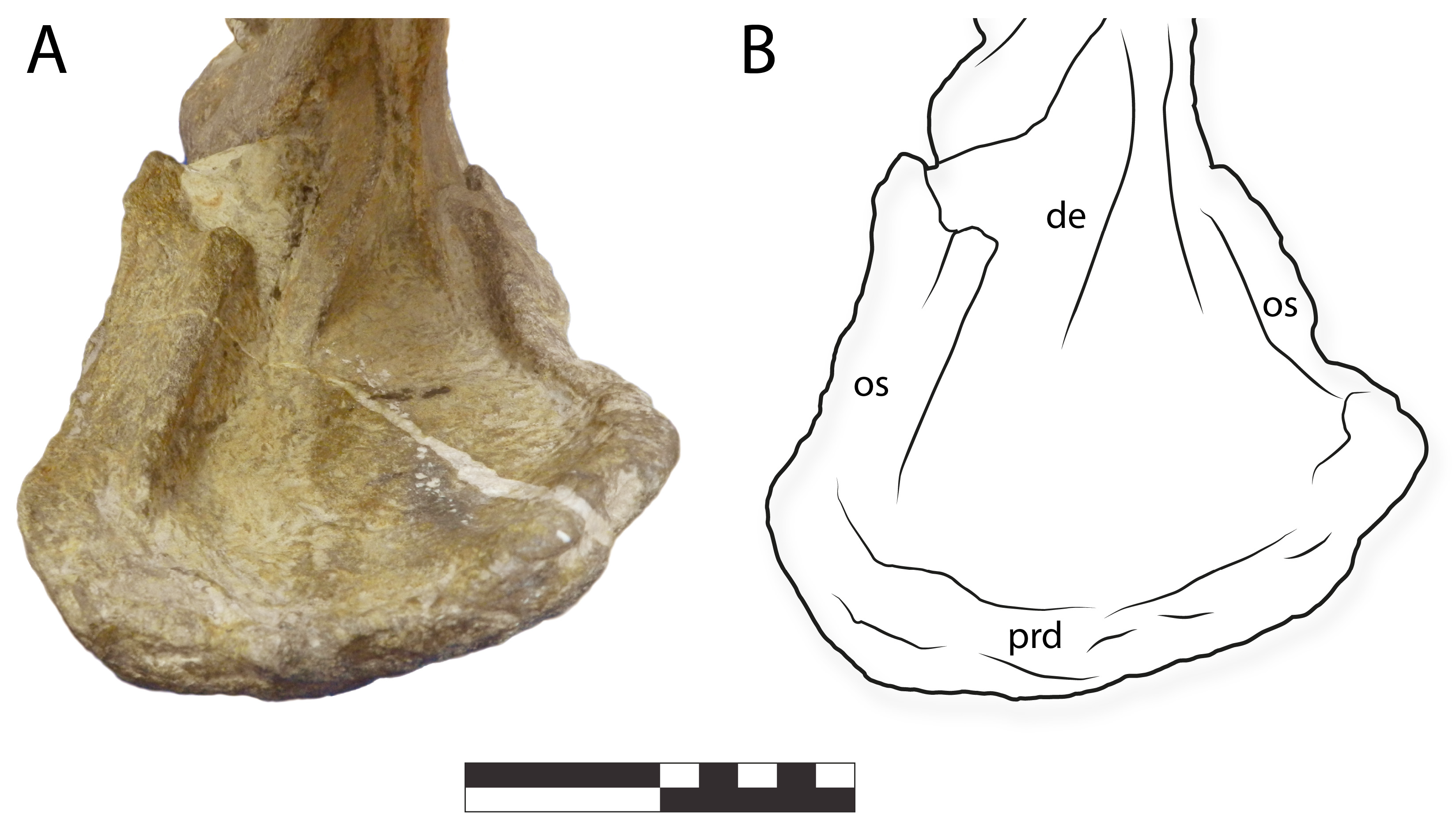 Diversity 16 00531 g012 Diversity 16 00531 g012