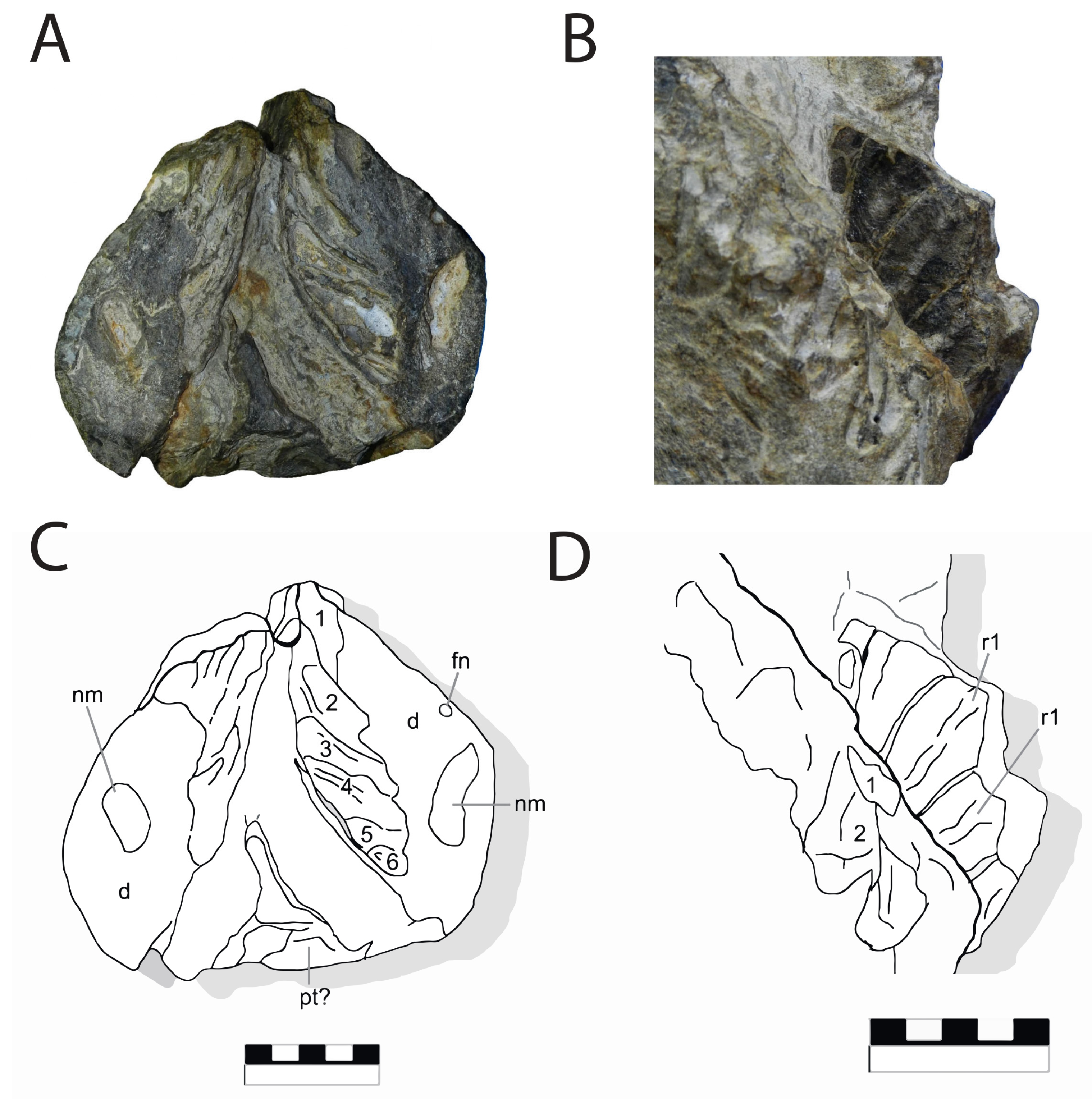 Diversity 16 00531 g013 Diversity 16 00531 g013