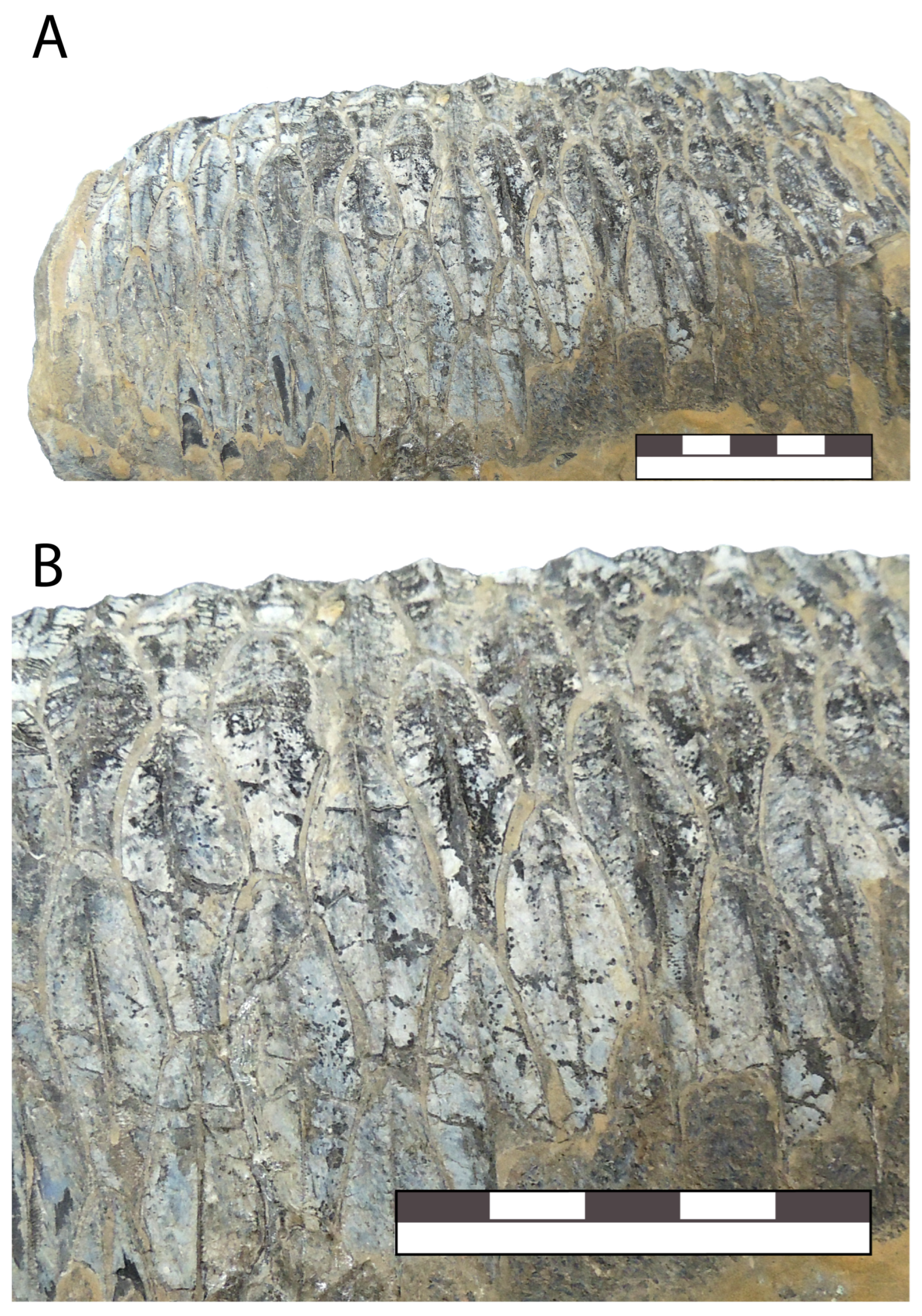 Diversity 16 00531 g016 Diversity 16 00531 g016