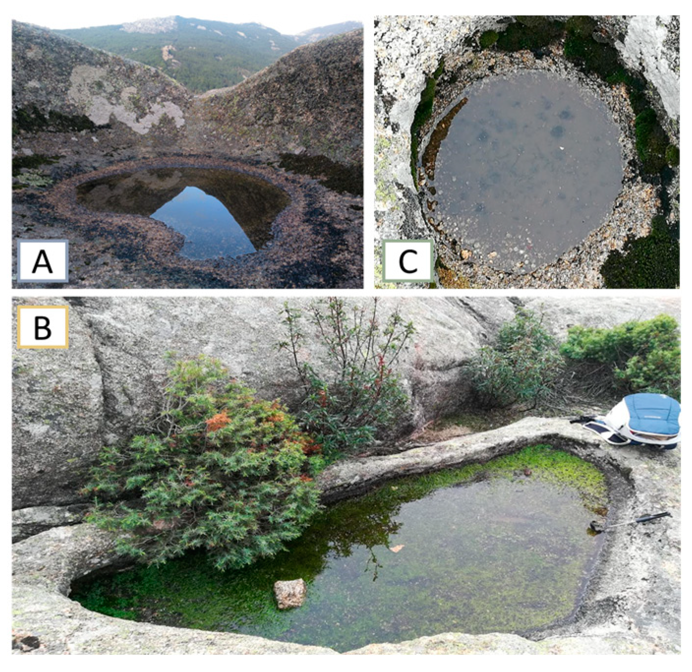 Diversity 16 00544 g001