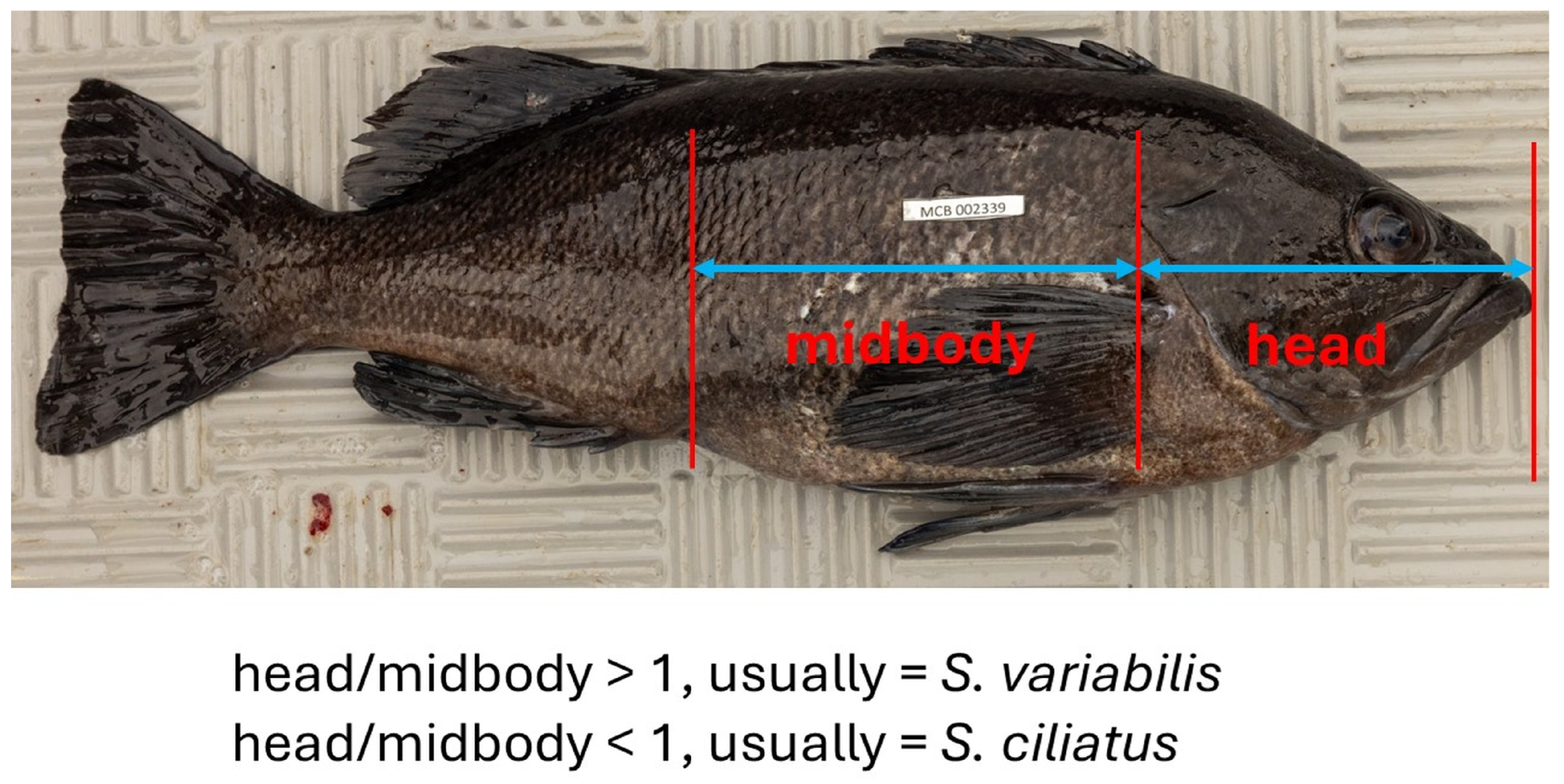 Diversity 16 00552 g005
