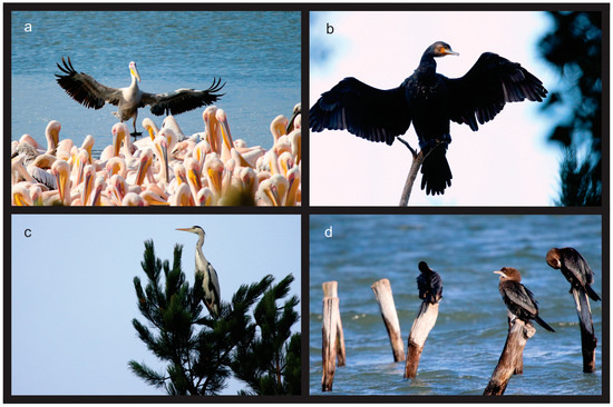 Diversity 16 00555 g0a1