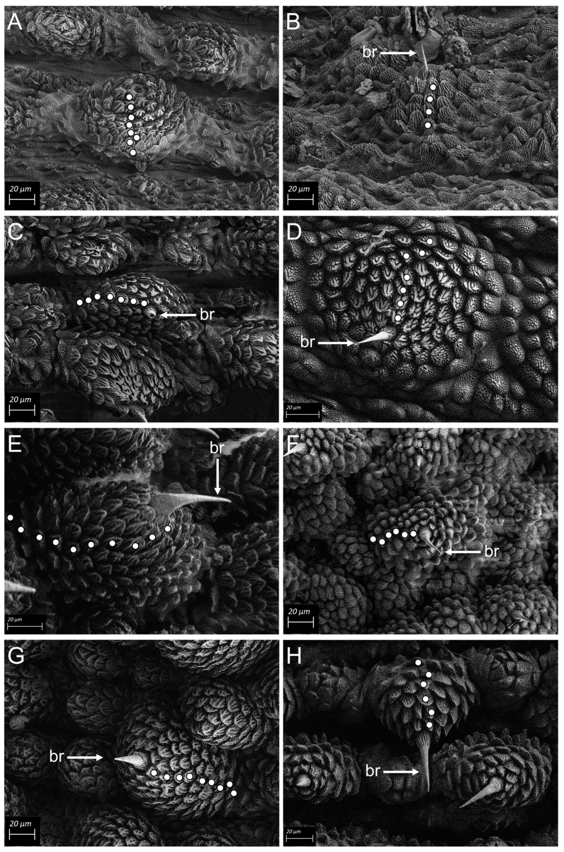 Diversity 16 00566 g004