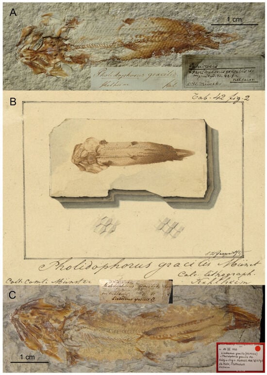 Diversity 16 00568 g002