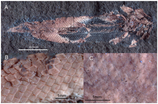 Diversity 16 00568 g003