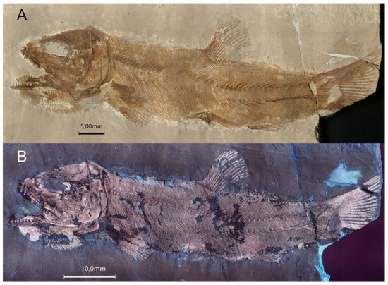 Diversity 16 00568 g004