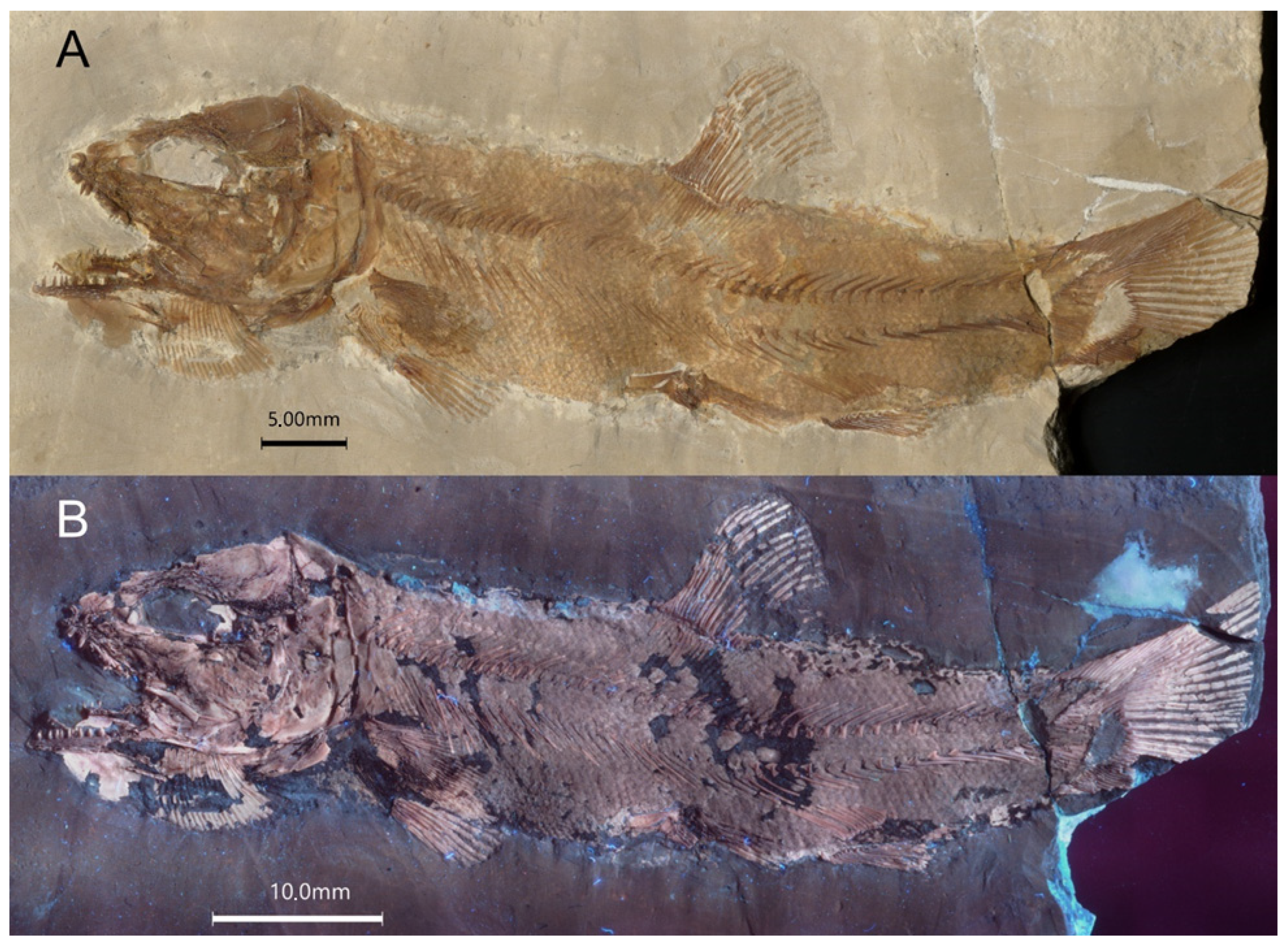 Diversity 16 00568 g004 Diversity 16 00568 g004