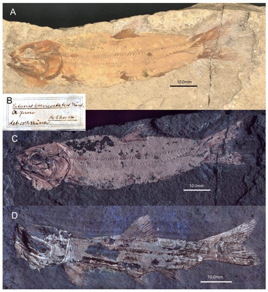 Diversity 16 00568 g005