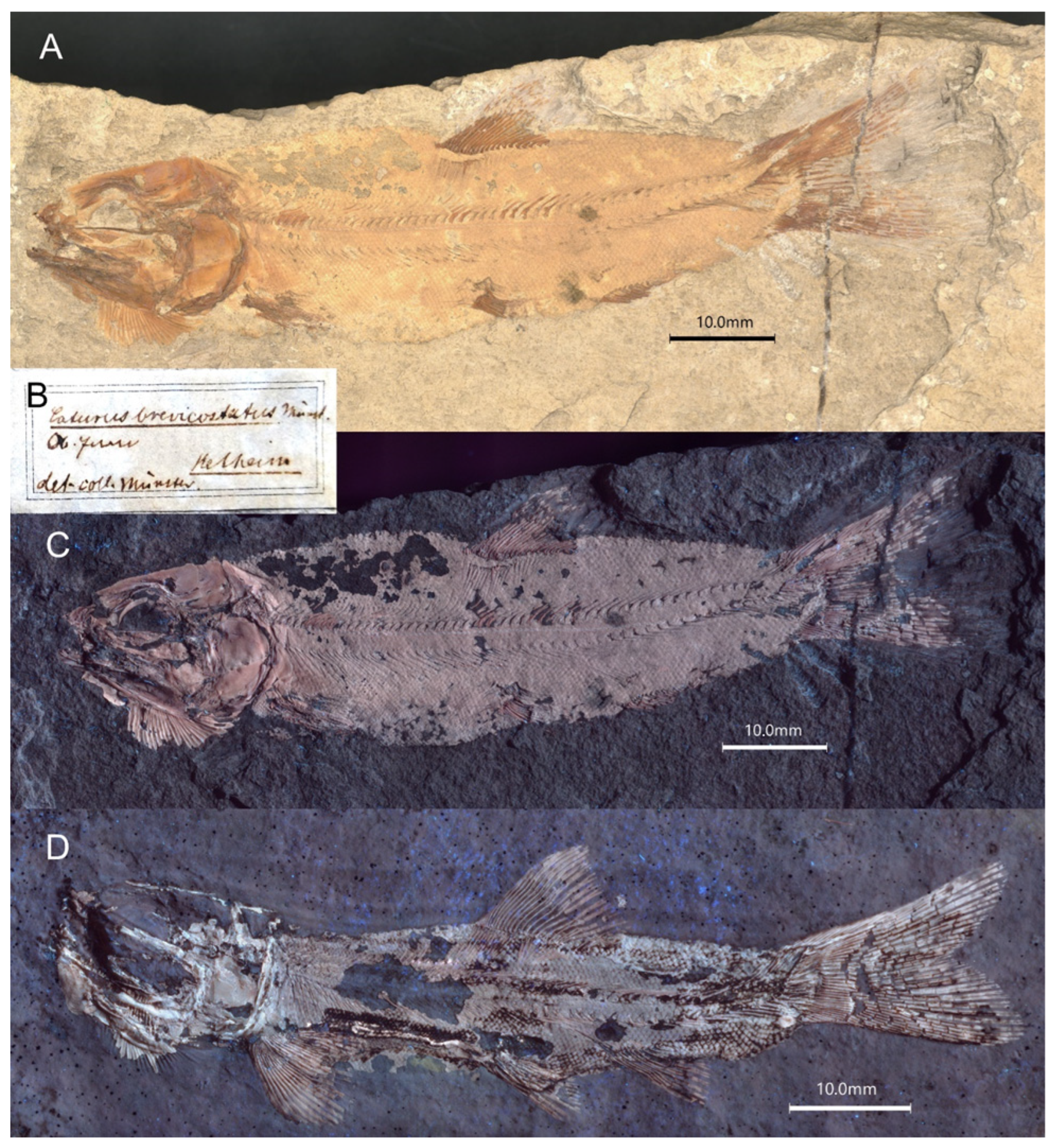 Diversity 16 00568 g005 Diversity 16 00568 g005