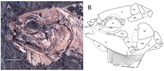 Diversity 16 00568 g006