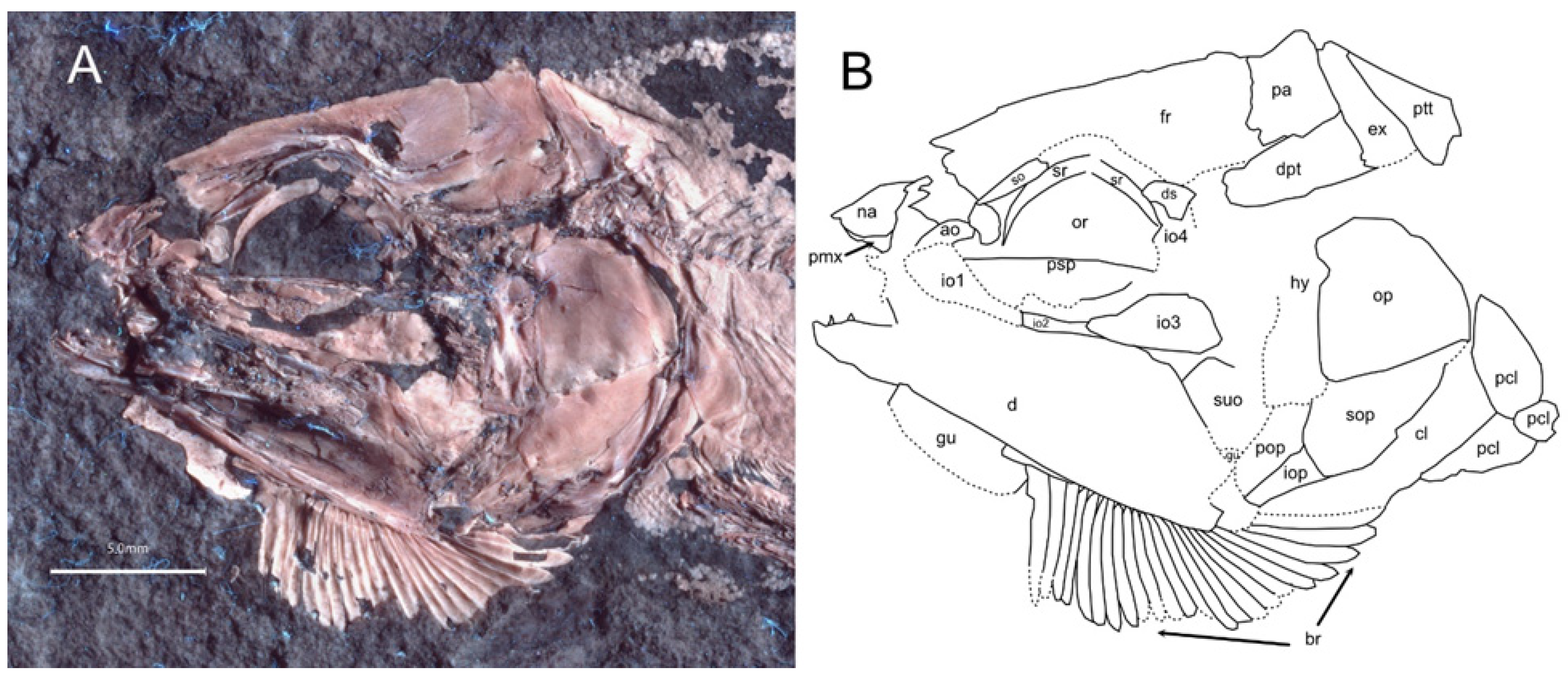 Diversity 16 00568 g006 Diversity 16 00568 g006