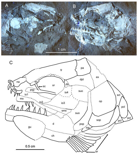 Diversity 16 00568 g007