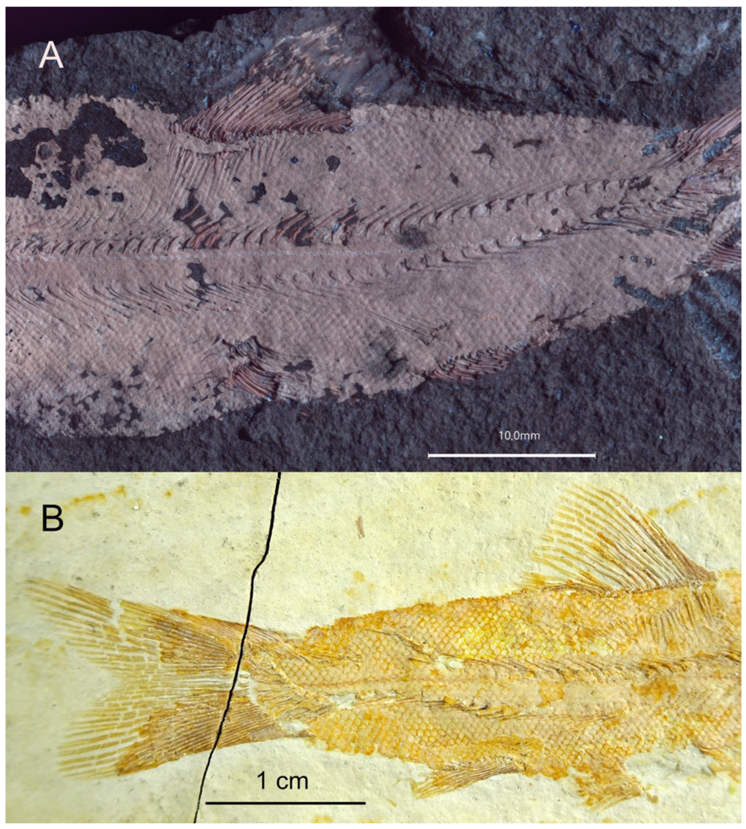 Diversity 16 00568 g008 Diversity 16 00568 g008