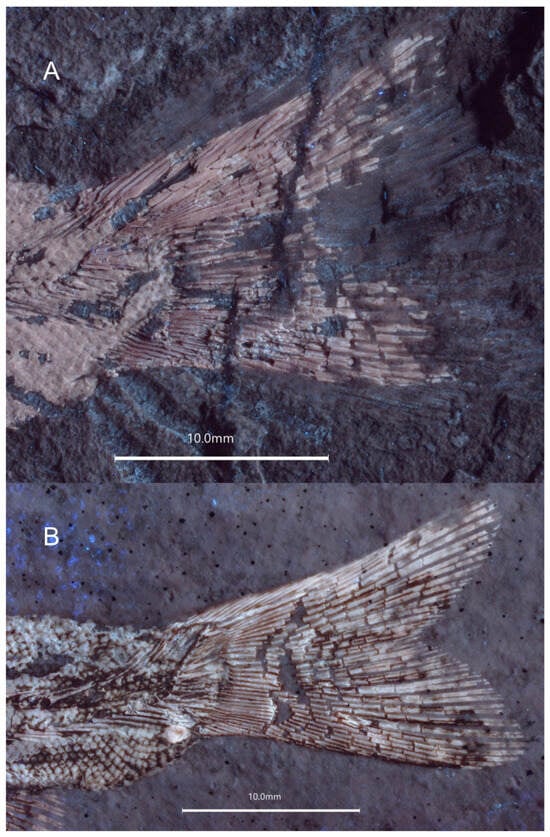 Diversity 16 00568 g009