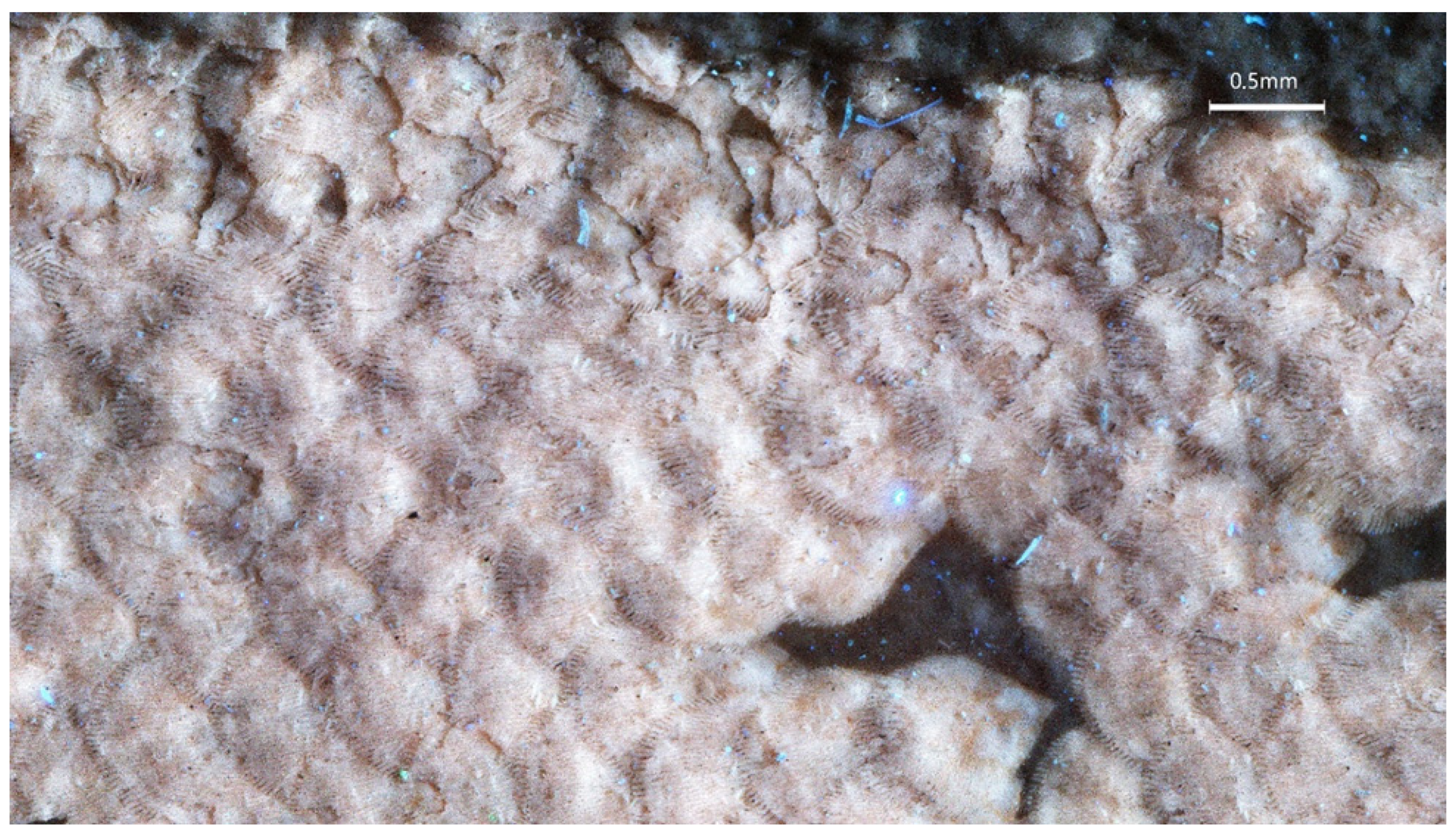 Diversity 16 00568 g010 Diversity 16 00568 g010