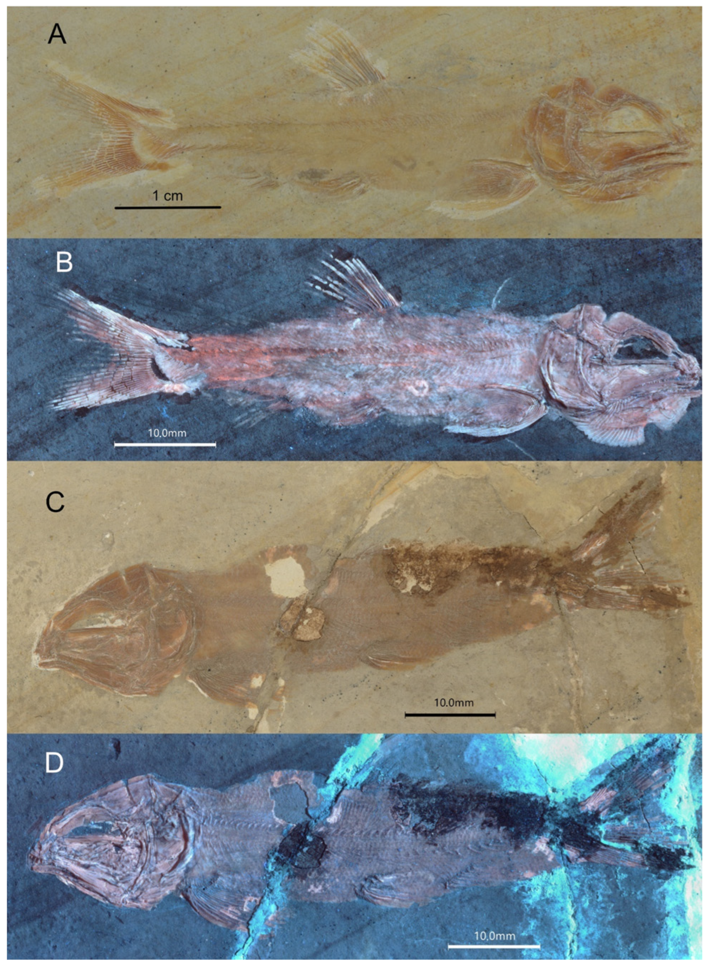 Diversity 16 00568 g011 Diversity 16 00568 g011