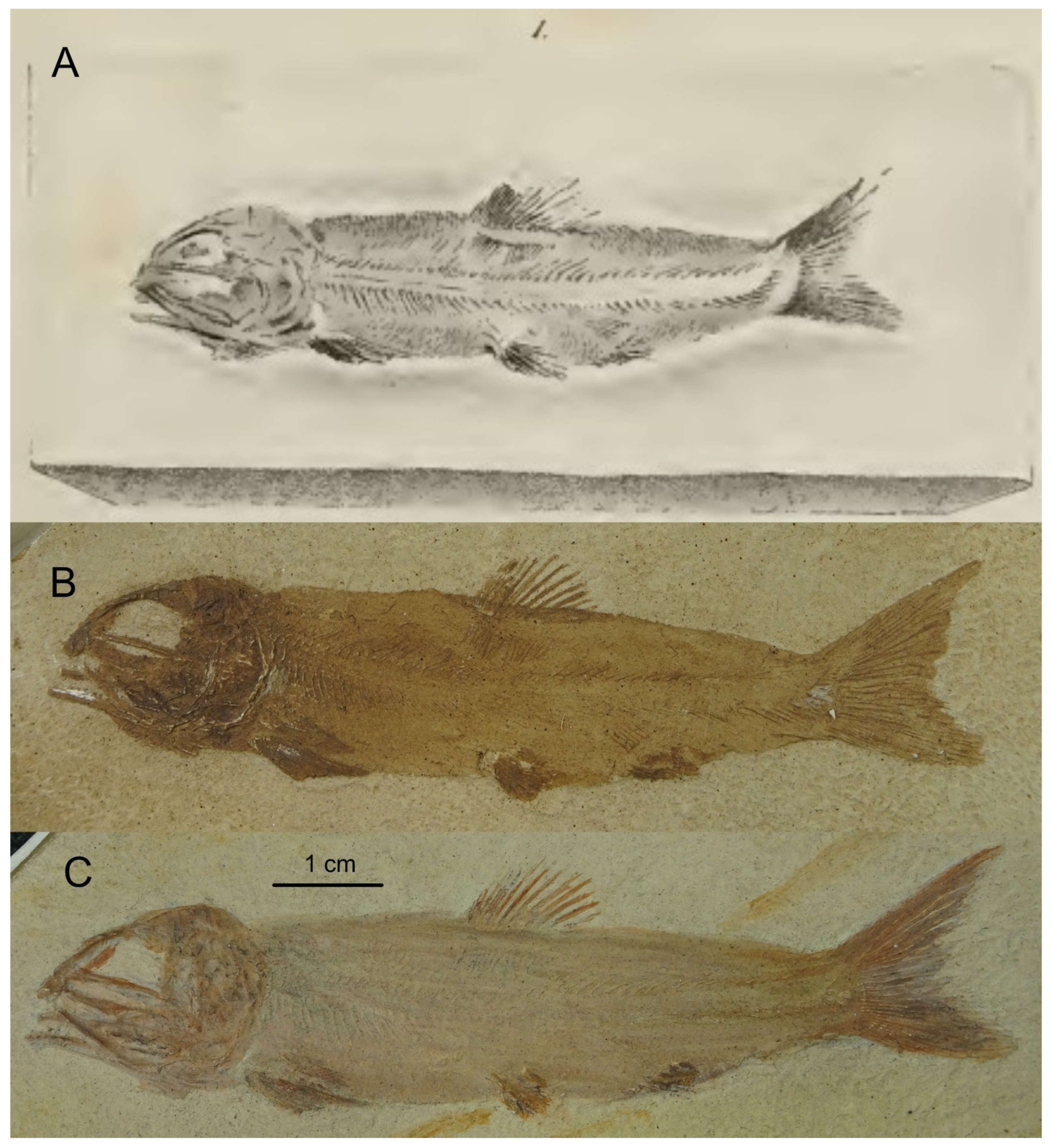 Diversity 16 00568 g012 Diversity 16 00568 g012