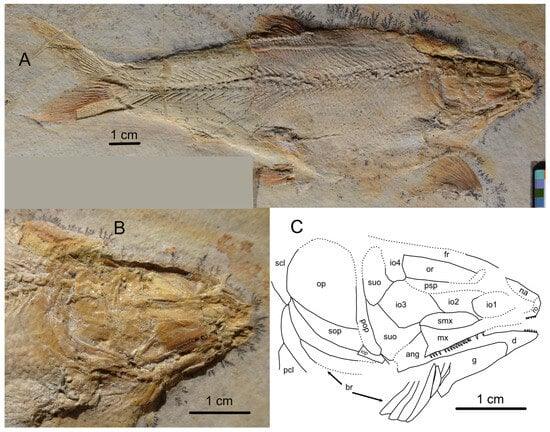 Diversity 16 00568 g014