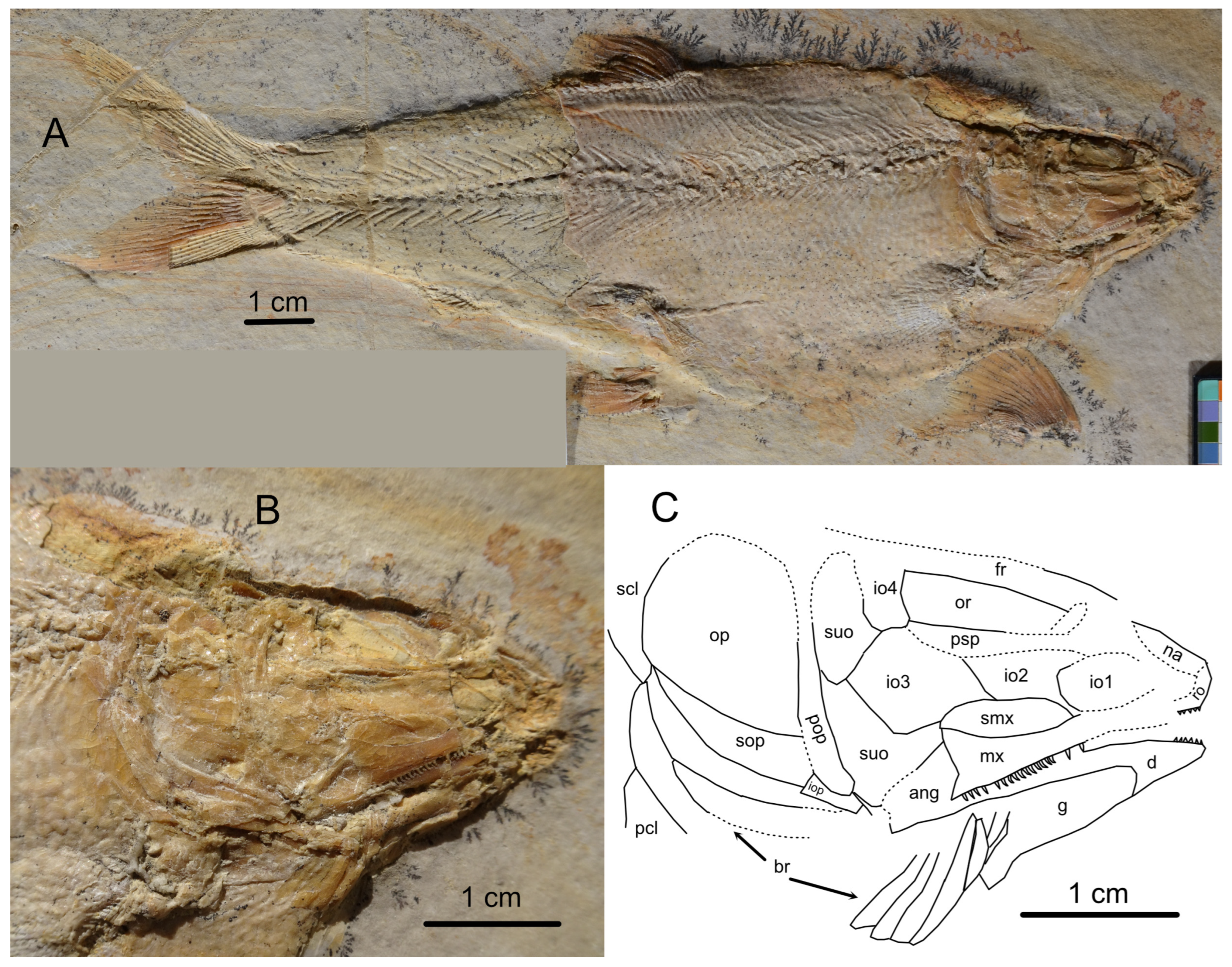 Diversity 16 00568 g014 Diversity 16 00568 g014