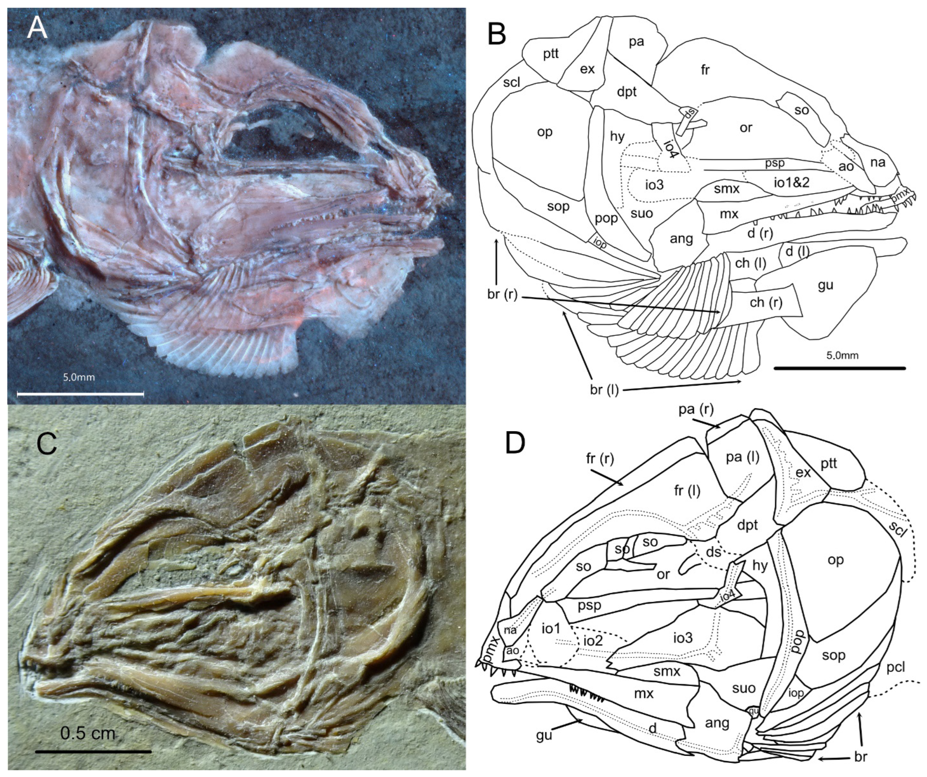 Diversity 16 00568 g015 Diversity 16 00568 g015