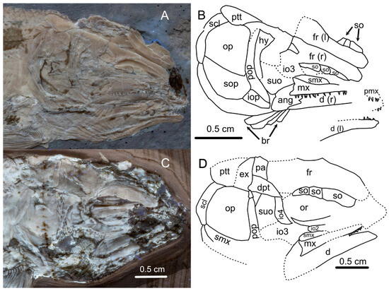 Diversity 16 00568 g016