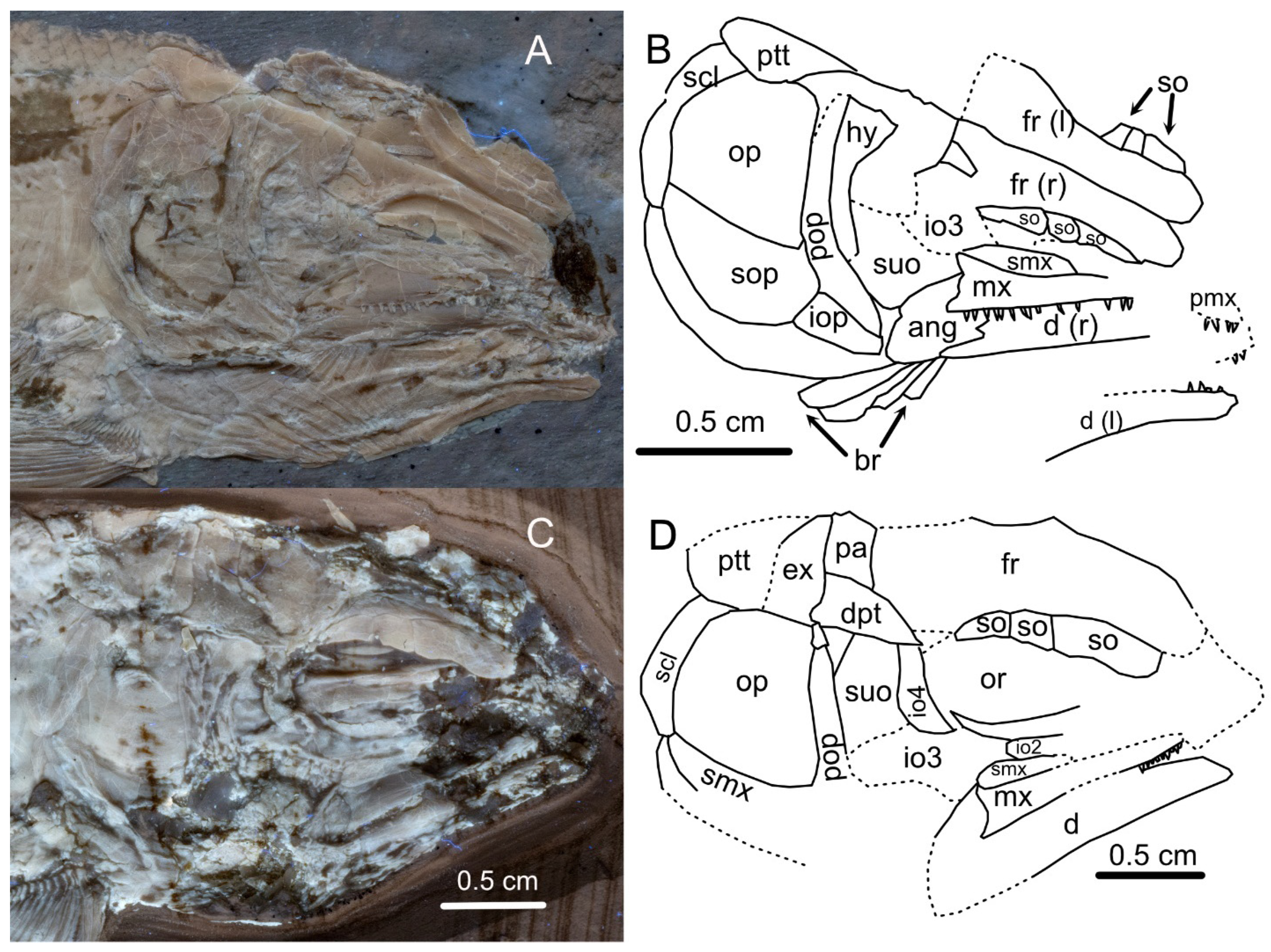Diversity 16 00568 g016 Diversity 16 00568 g016