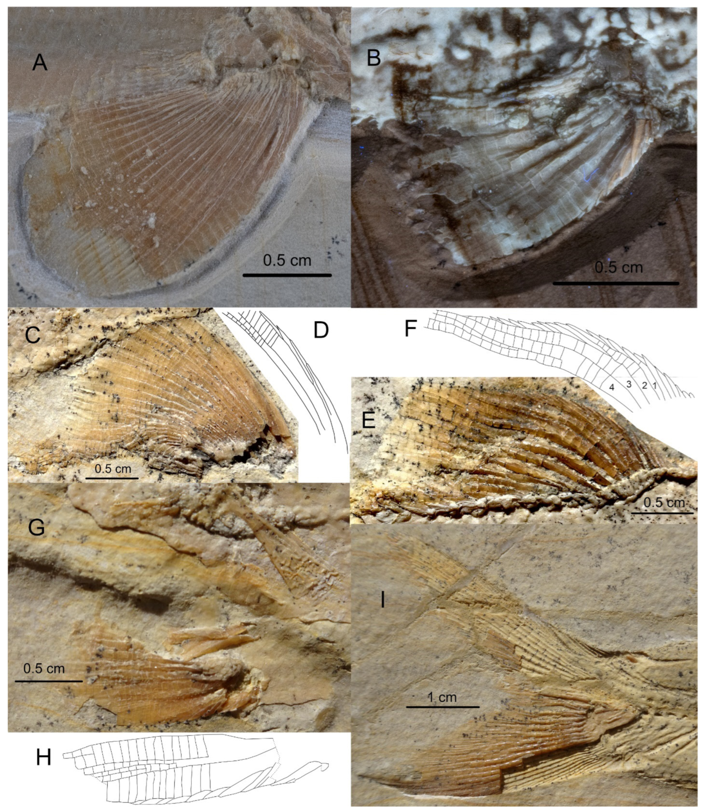 Diversity 16 00568 g017 Diversity 16 00568 g017