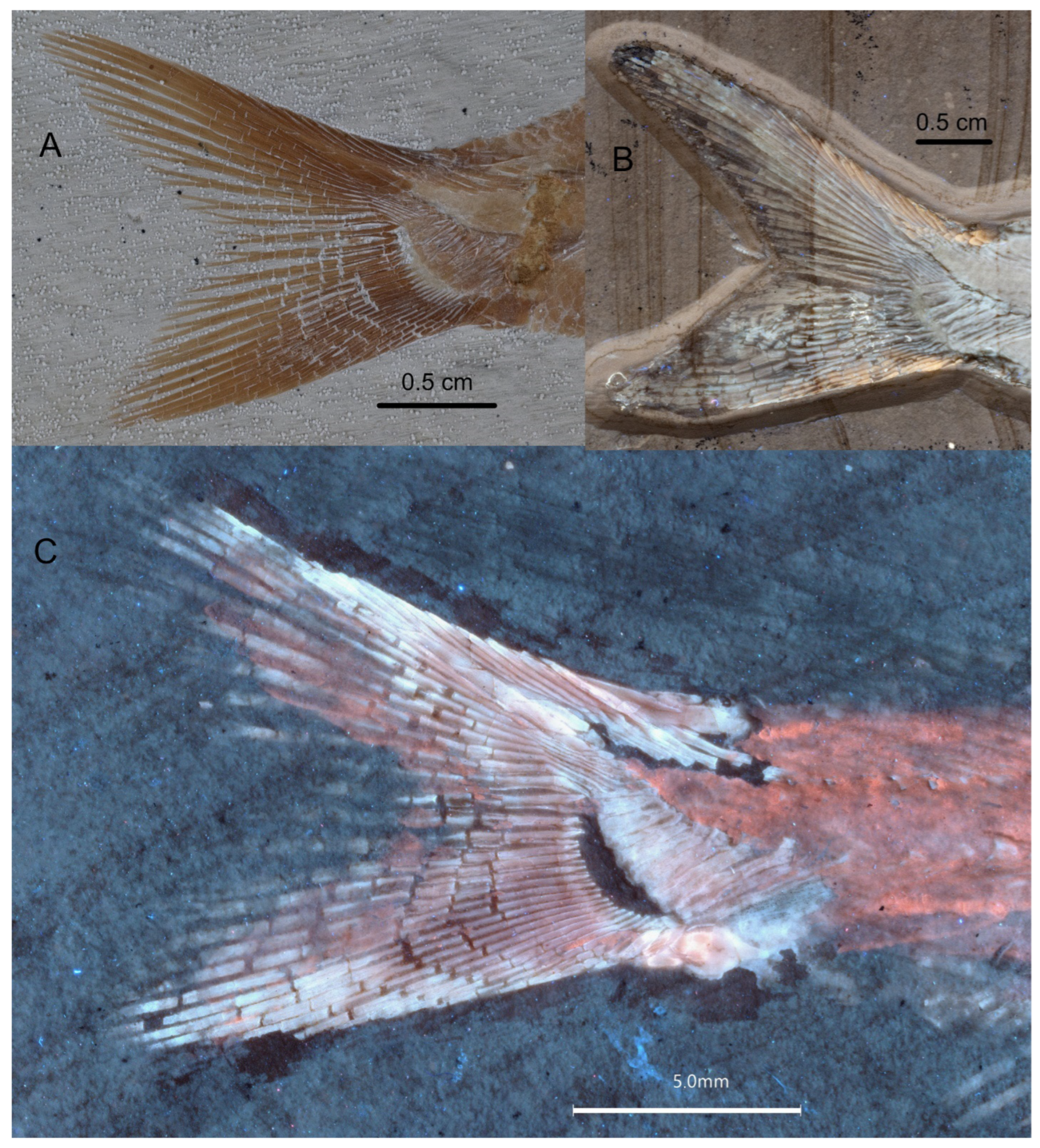 Diversity 16 00568 g018 Diversity 16 00568 g018