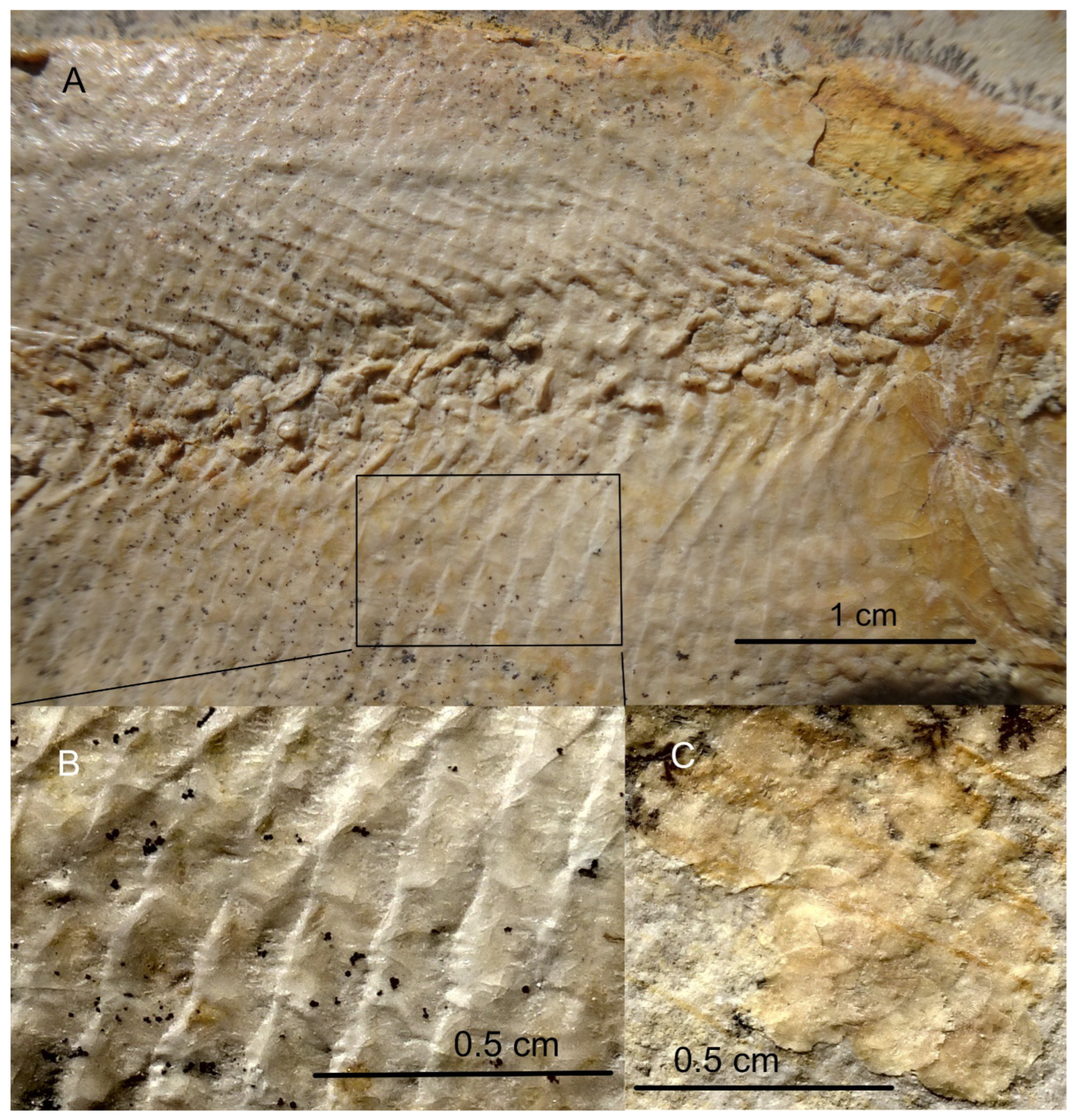 Diversity 16 00568 g019 Diversity 16 00568 g019