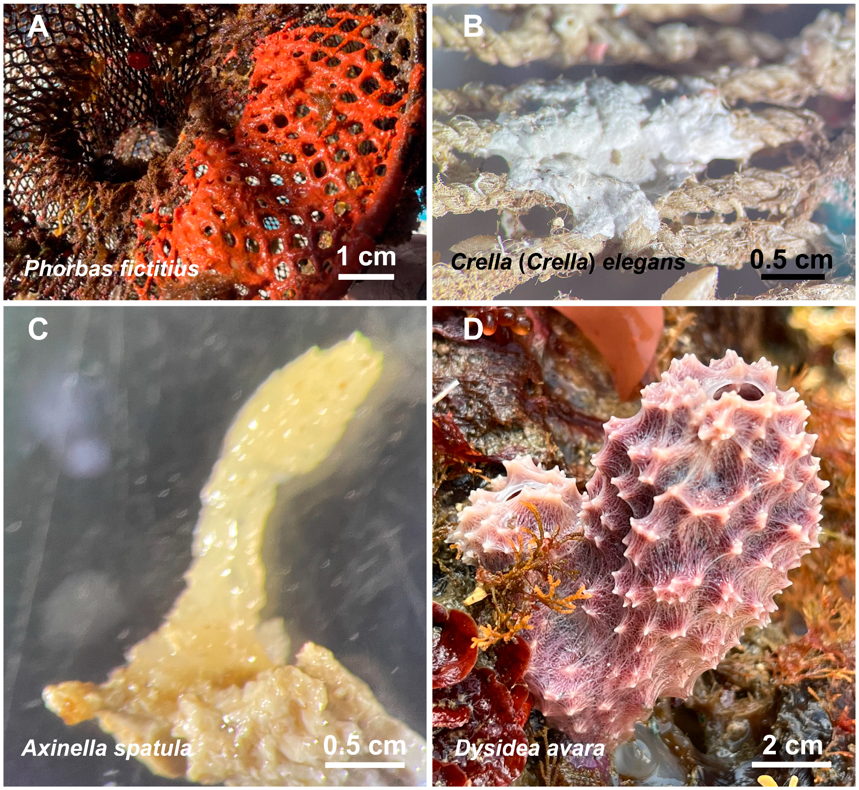 Diversity 16 00575 g004