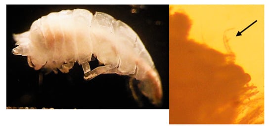 Diversity 16 00582 g0a2