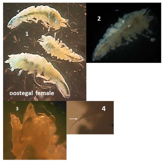 Diversity 16 00582 g0a3