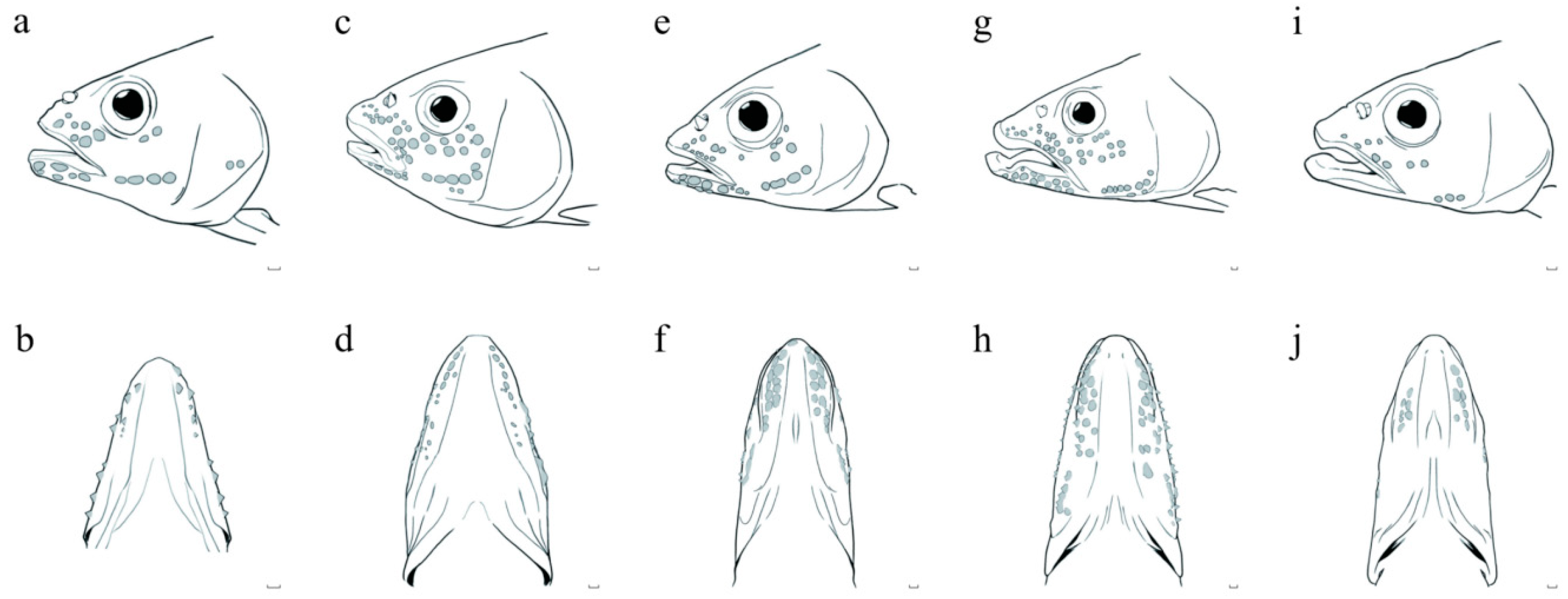 Diversity 16 00596 g004