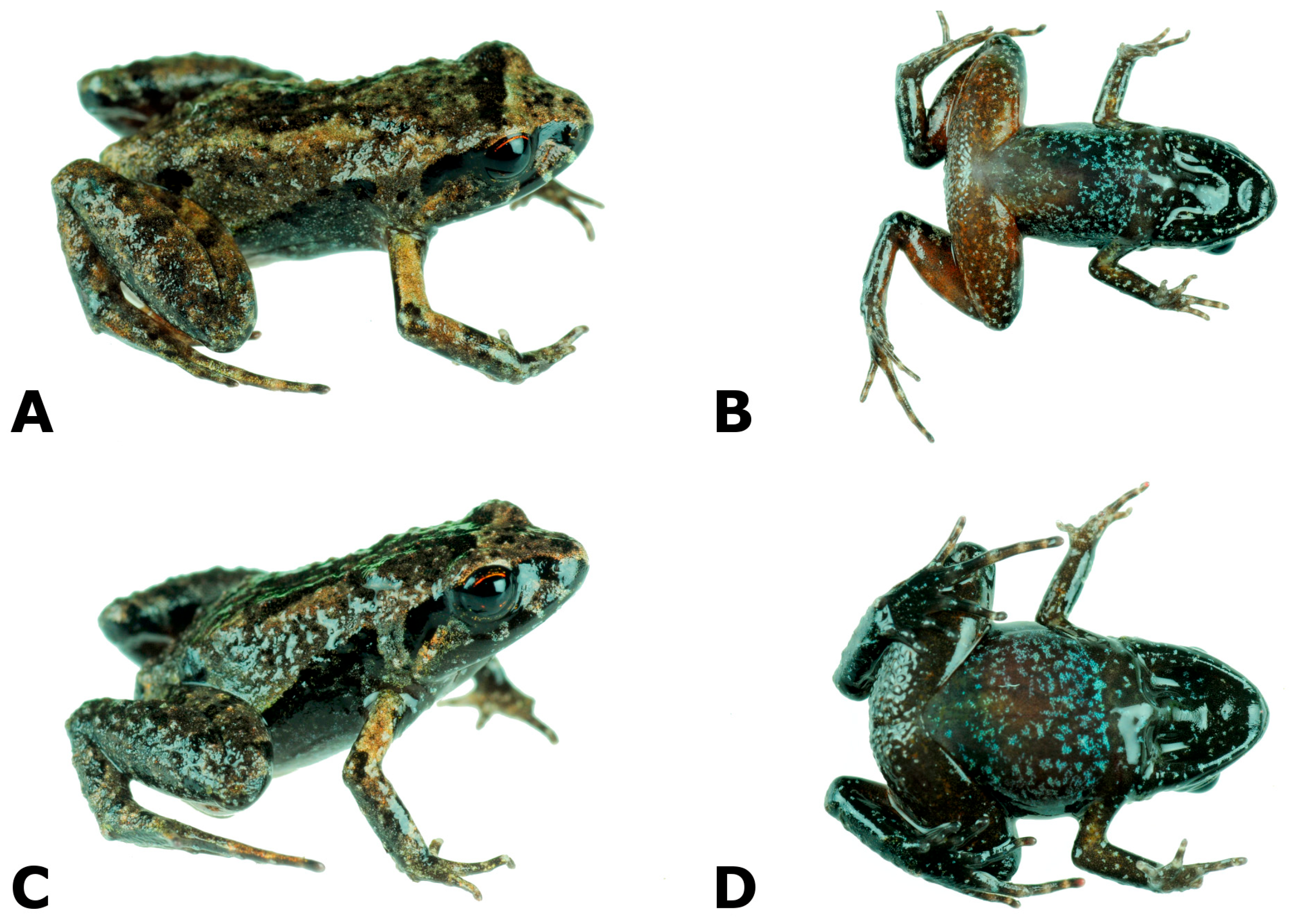 Diversity 16 00613 g002a Diversity 16 00613 g002a