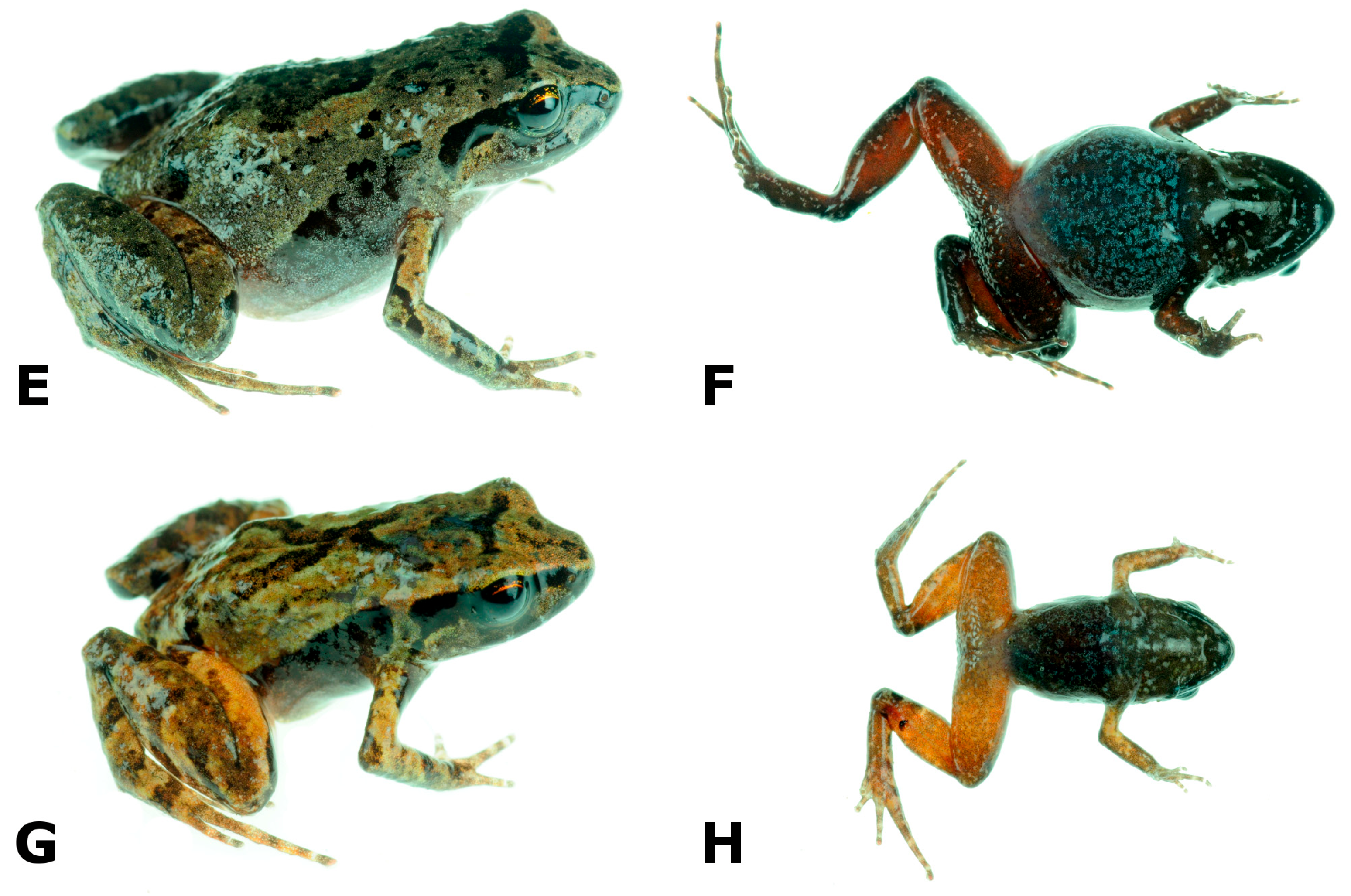 Diversity 16 00613 g002b Diversity 16 00613 g002b