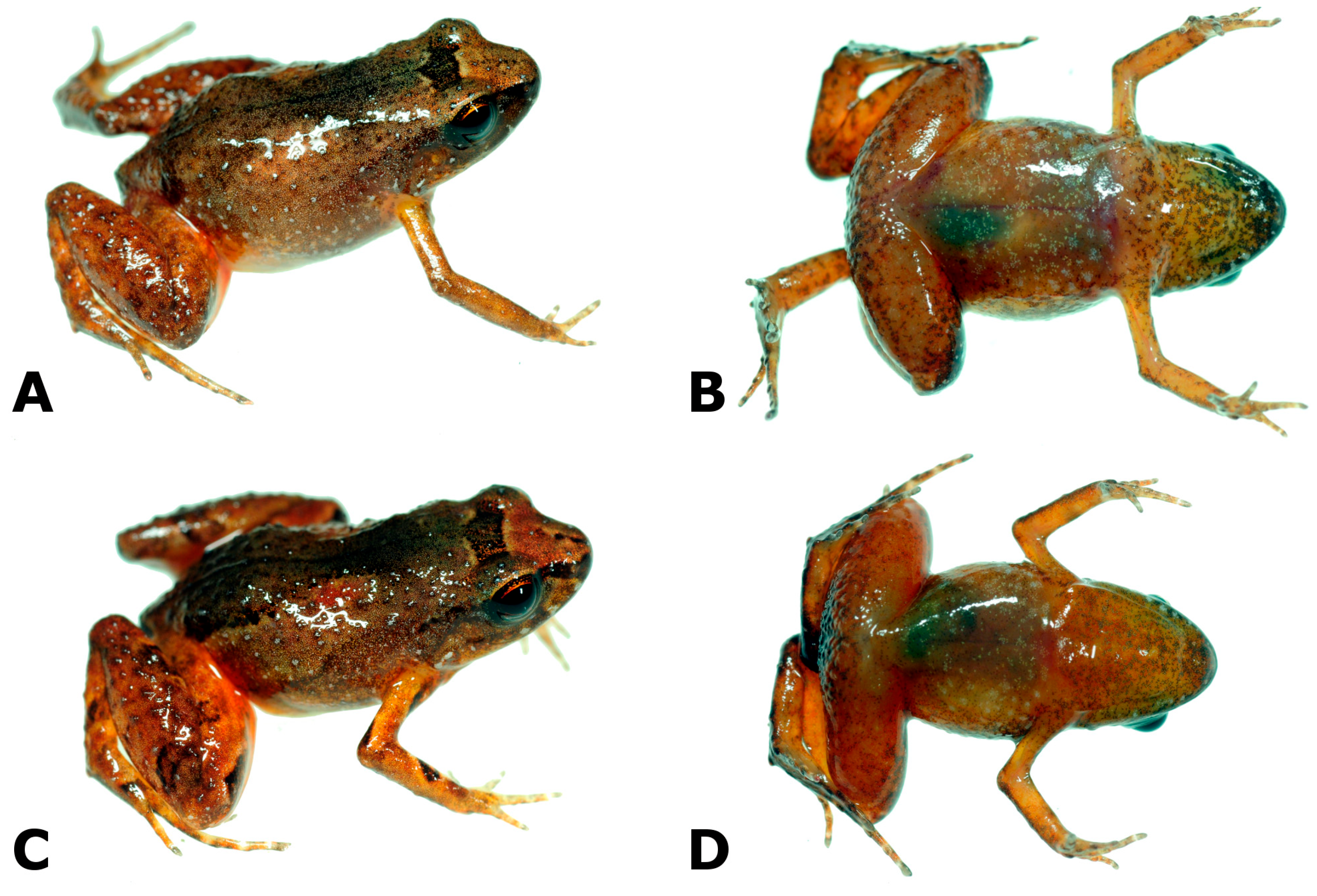 Diversity 16 00613 g003a Diversity 16 00613 g003a