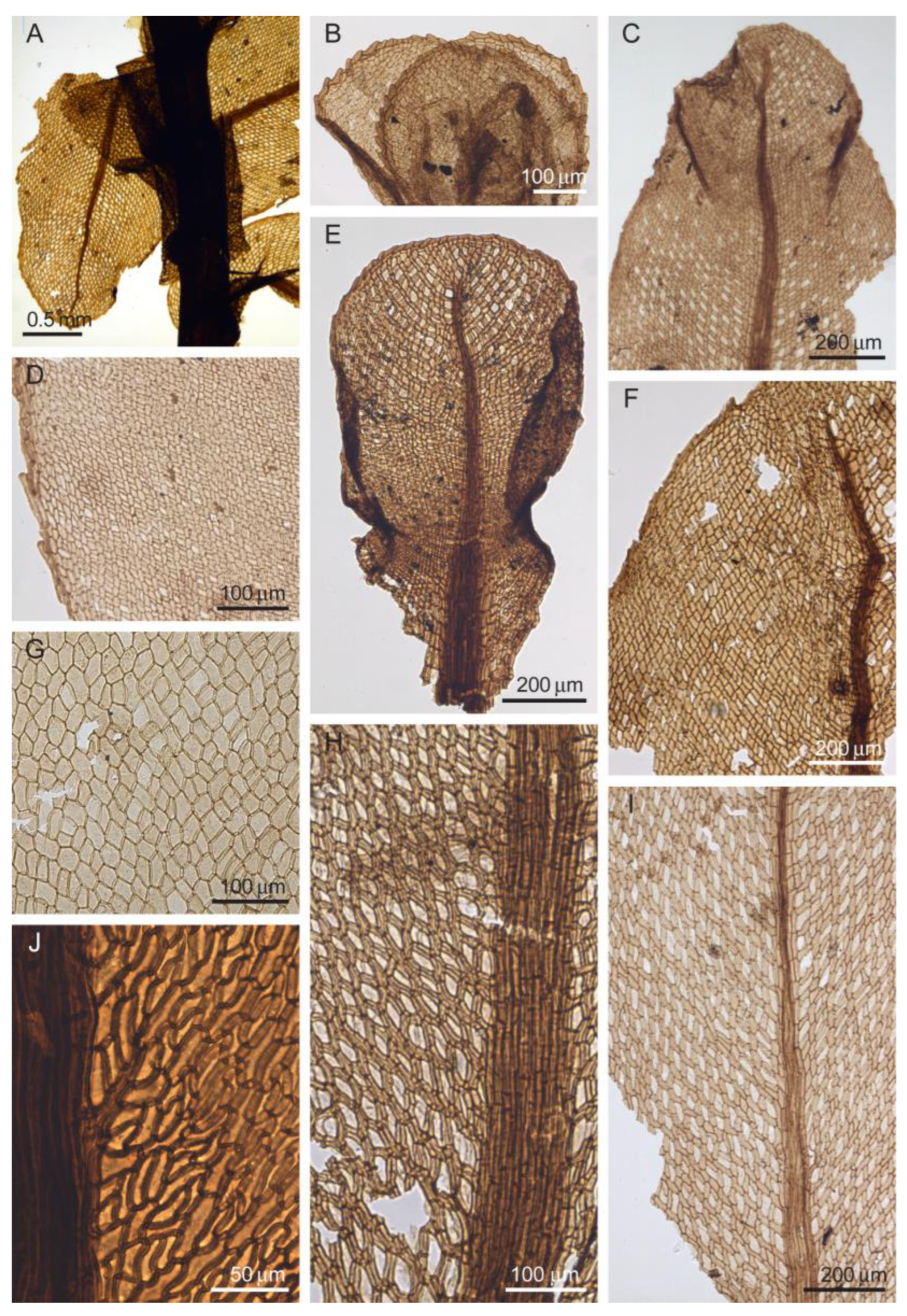 Diversity 16 00622 g001