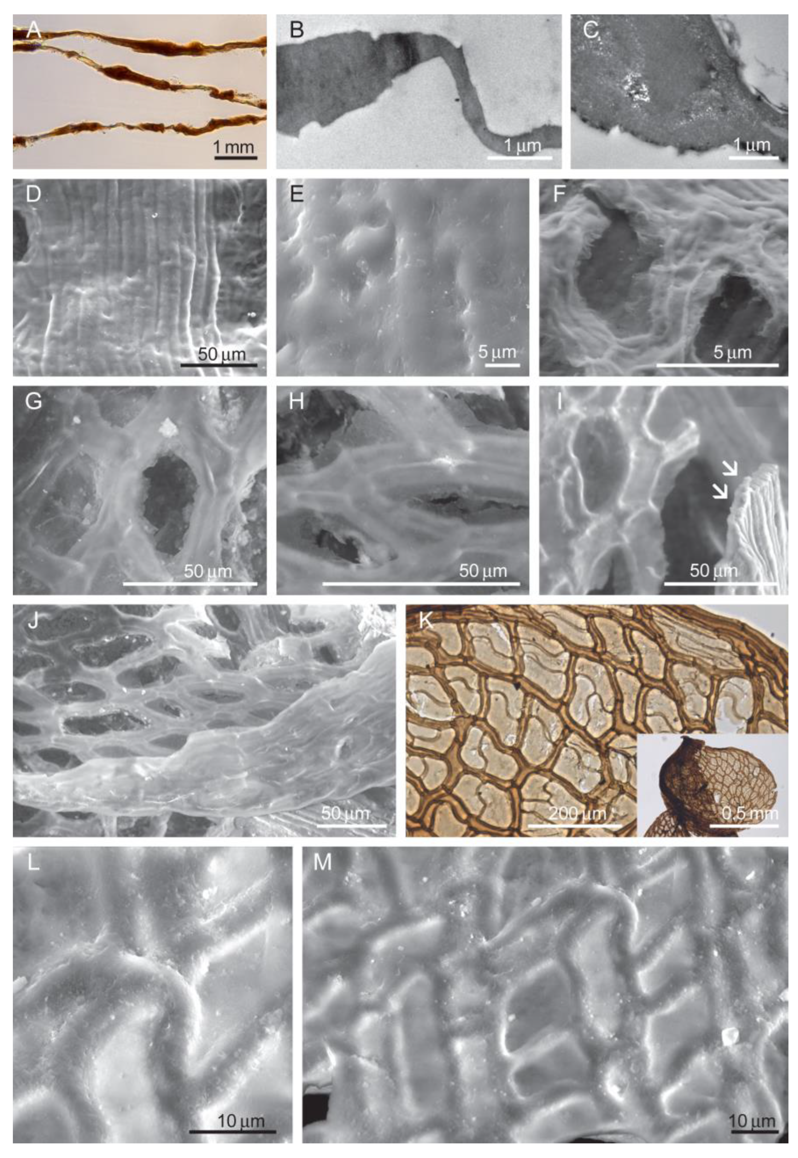 Diversity 16 00622 g003