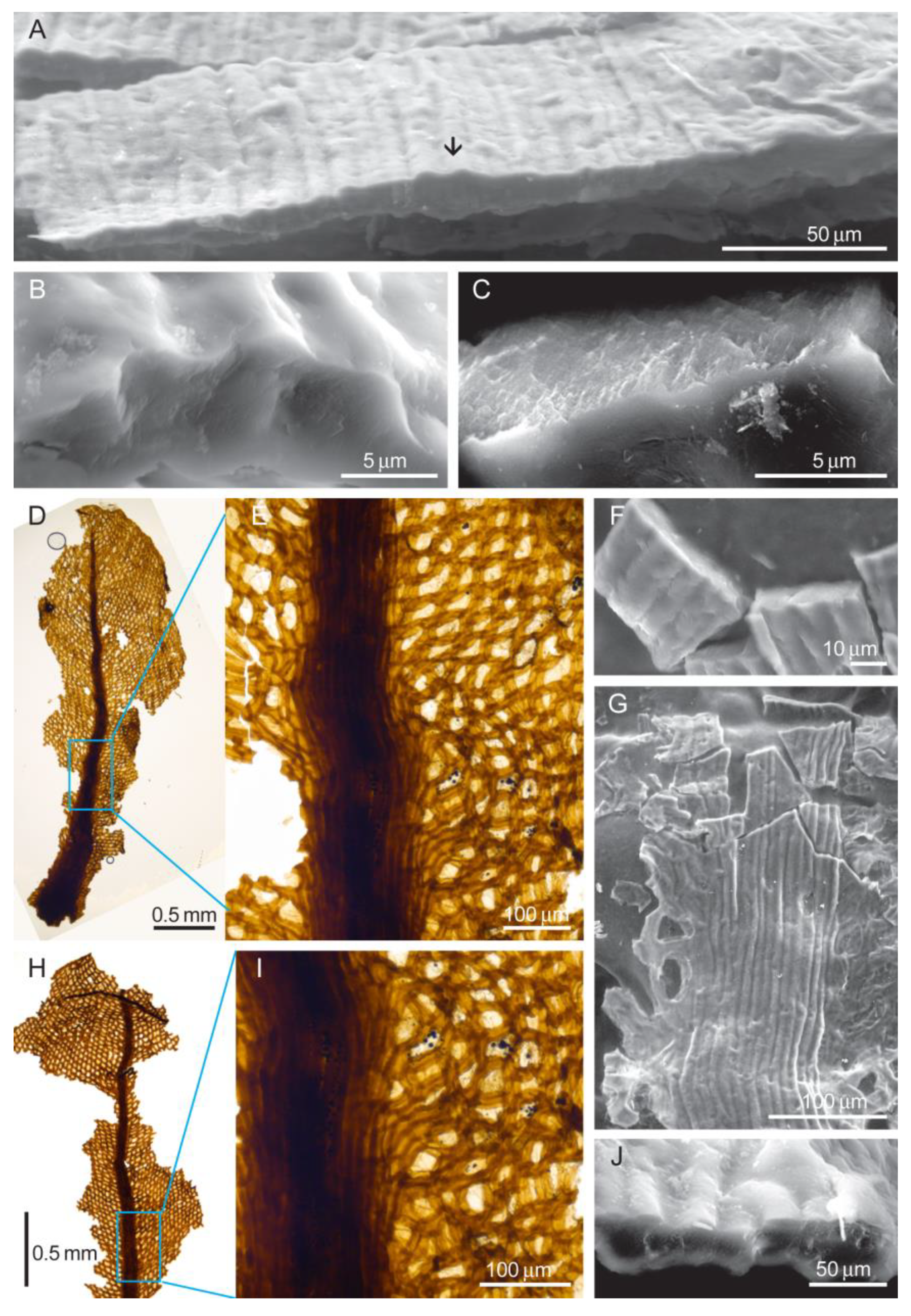 Diversity 16 00622 g004