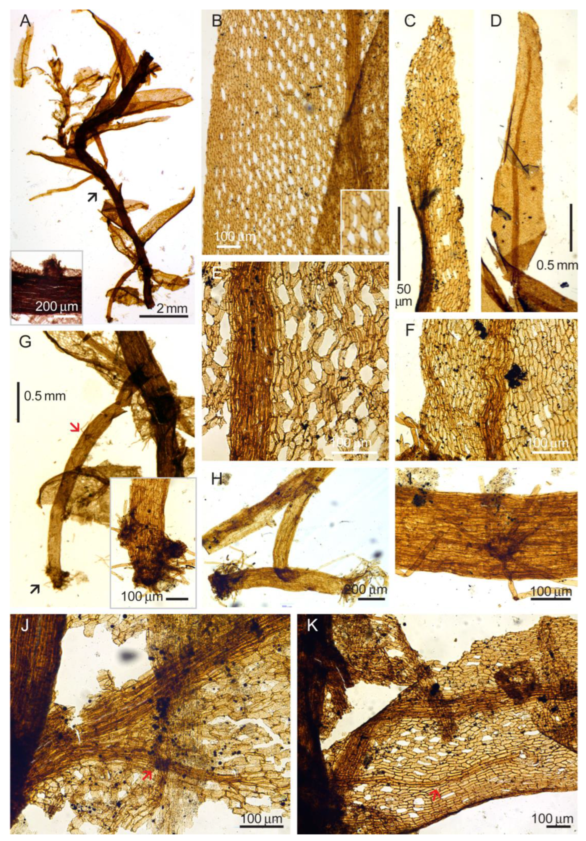 Diversity 16 00622 g005